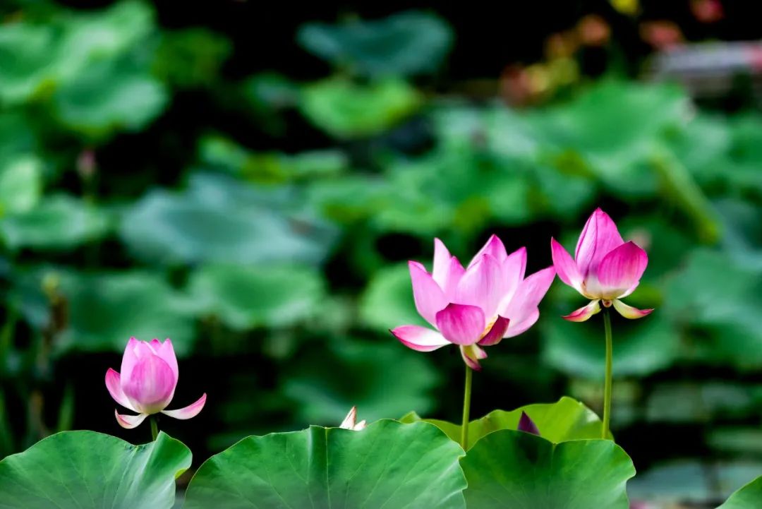 小暑清荷悠然唱 小暑清荷悠然唱