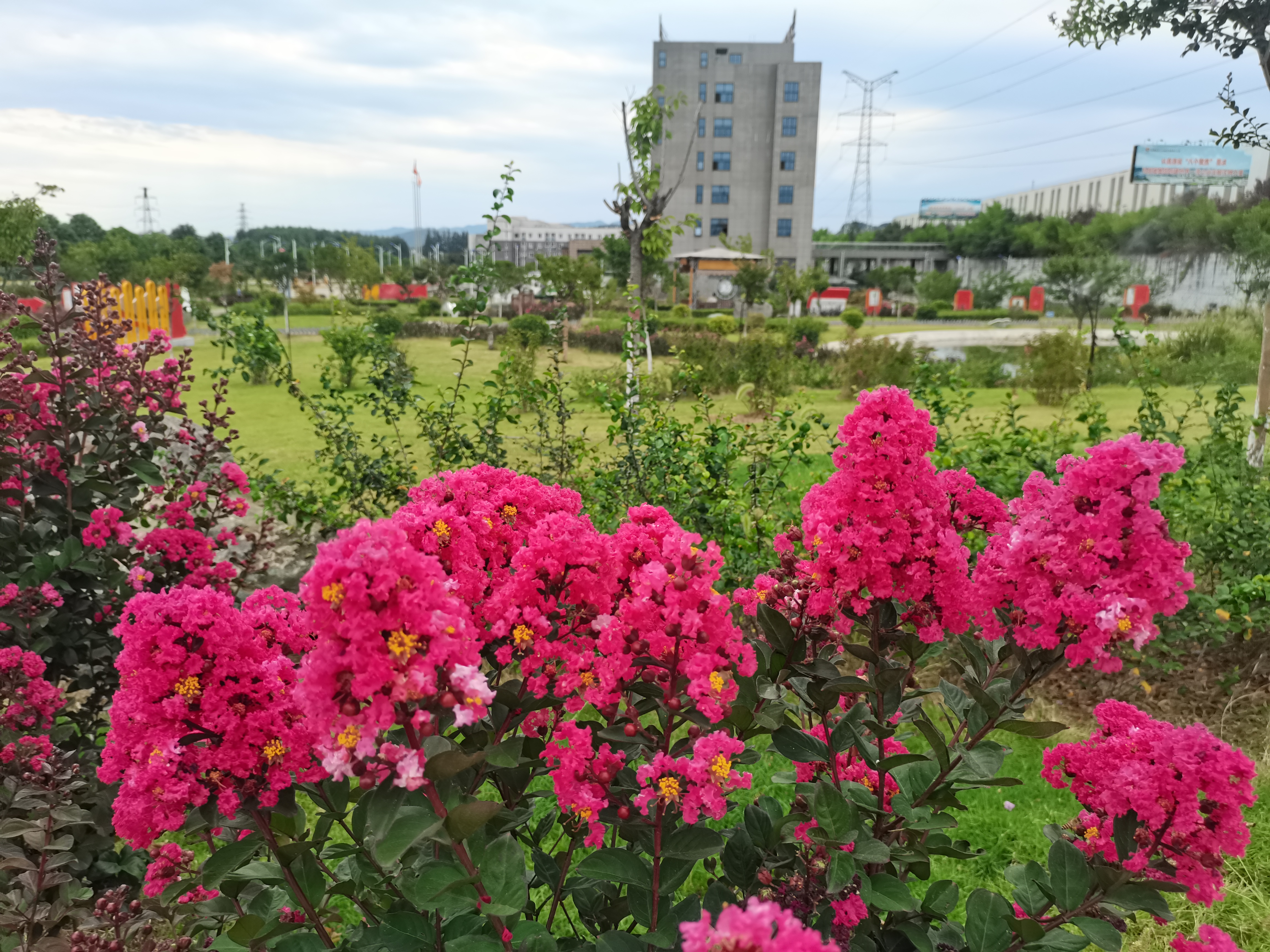 最爱紫薇那抹红