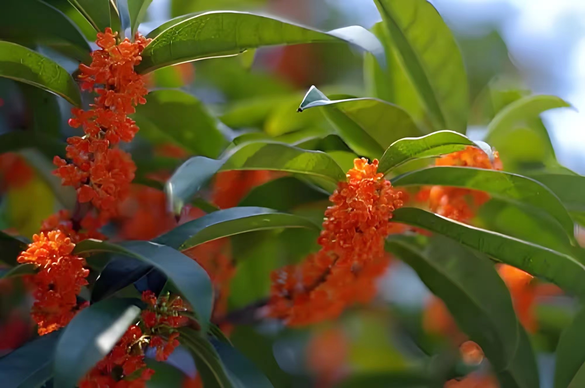 迟到的桂花香 迟到的桂花香