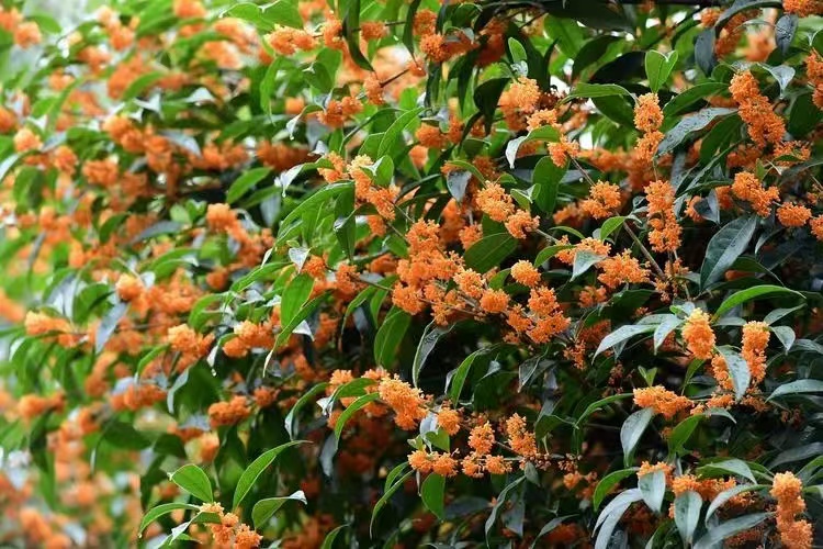 桂花飘香,思念绵长 桂花飘香,思念绵长