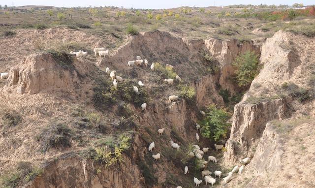 搁在羊背上的家