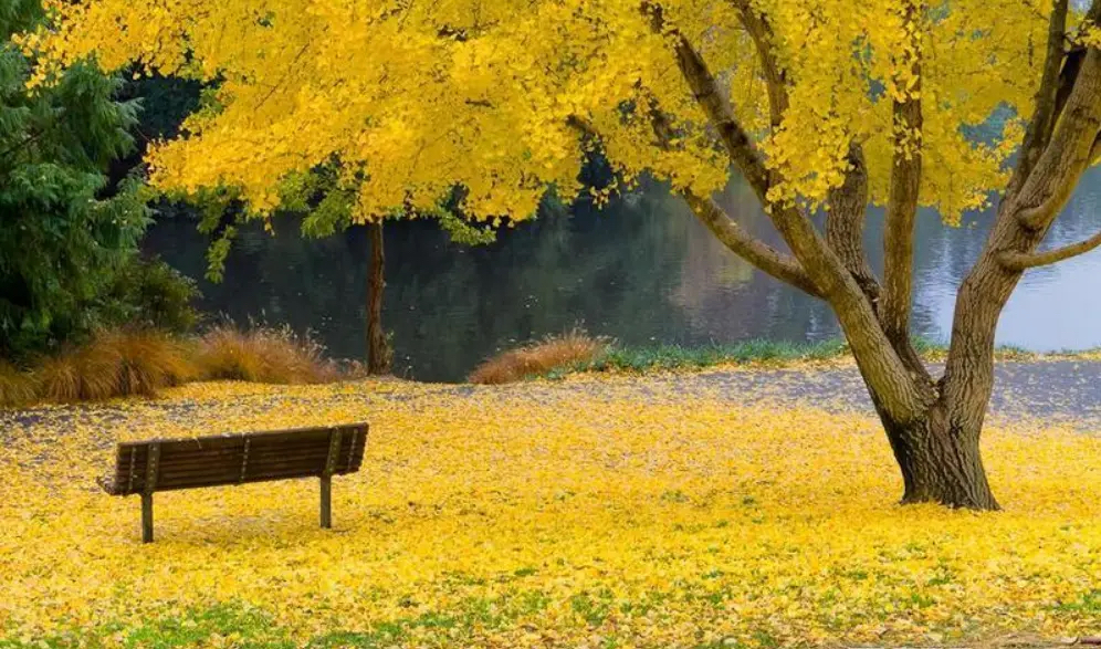 银杏树下的小确幸