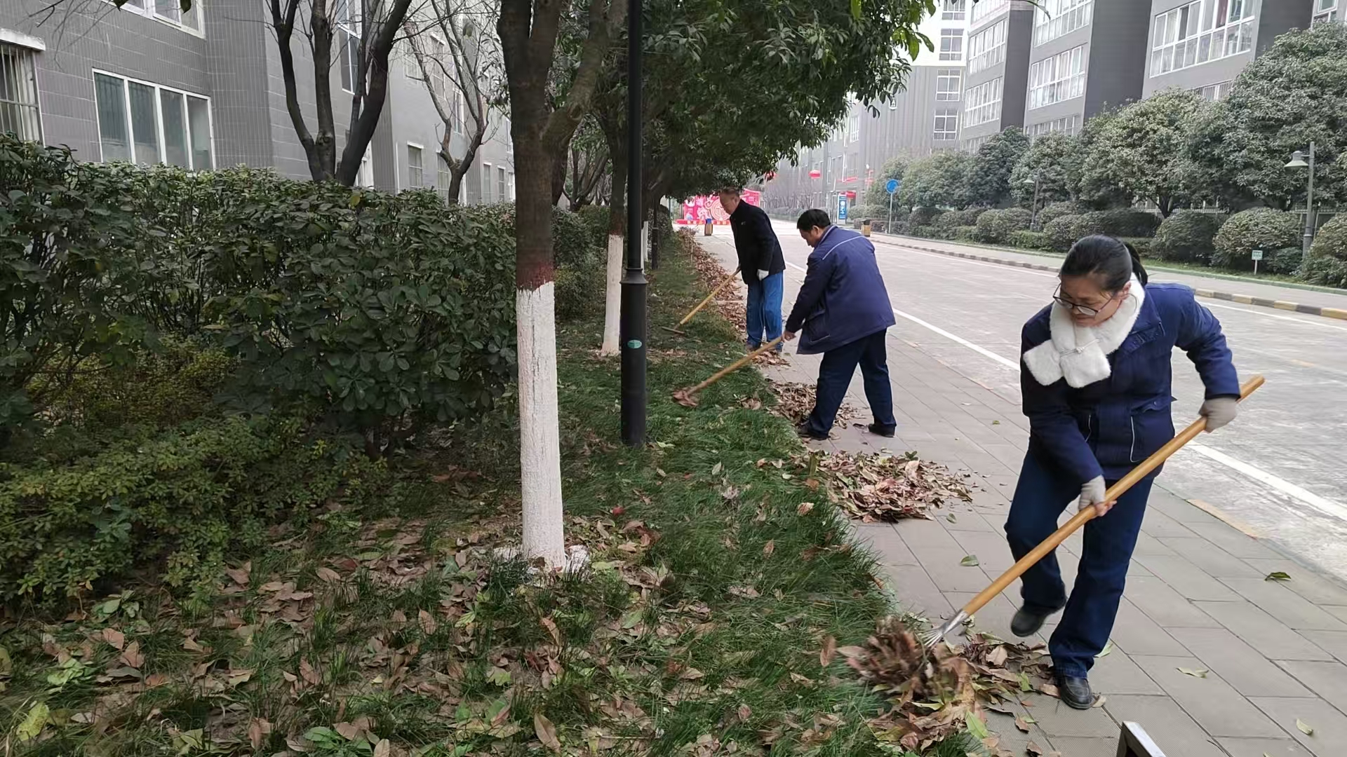 寒冬护绿正当时 焕发钢城新面貌 寒冬护绿正当时 焕发钢城新面貌