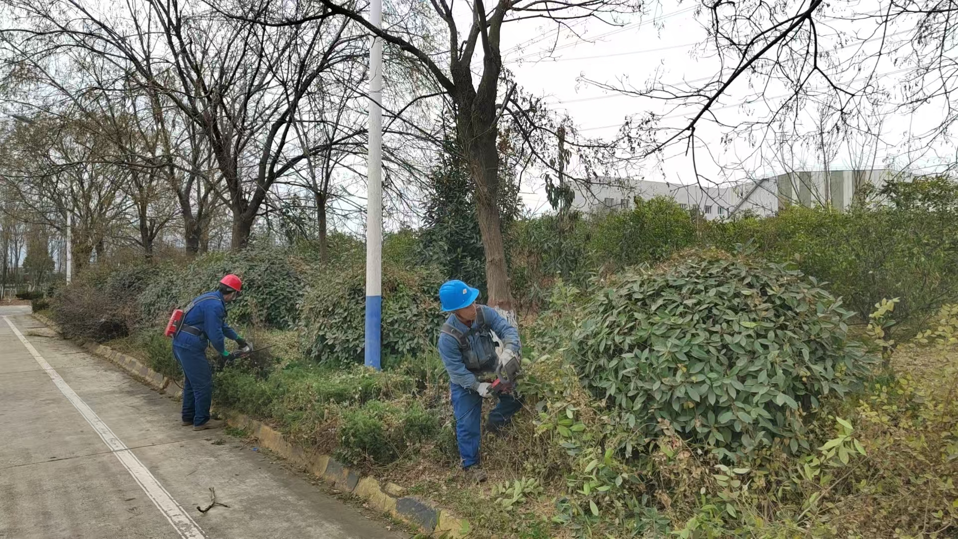 寒冬护绿正当时 焕发钢城新面貌 寒冬护绿正当时 焕发钢城新面貌