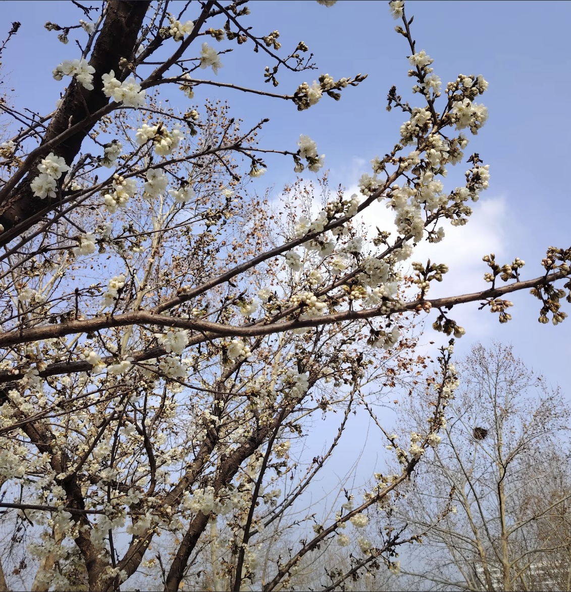 瓷盏盛满三月风 瓷盏盛满三月风