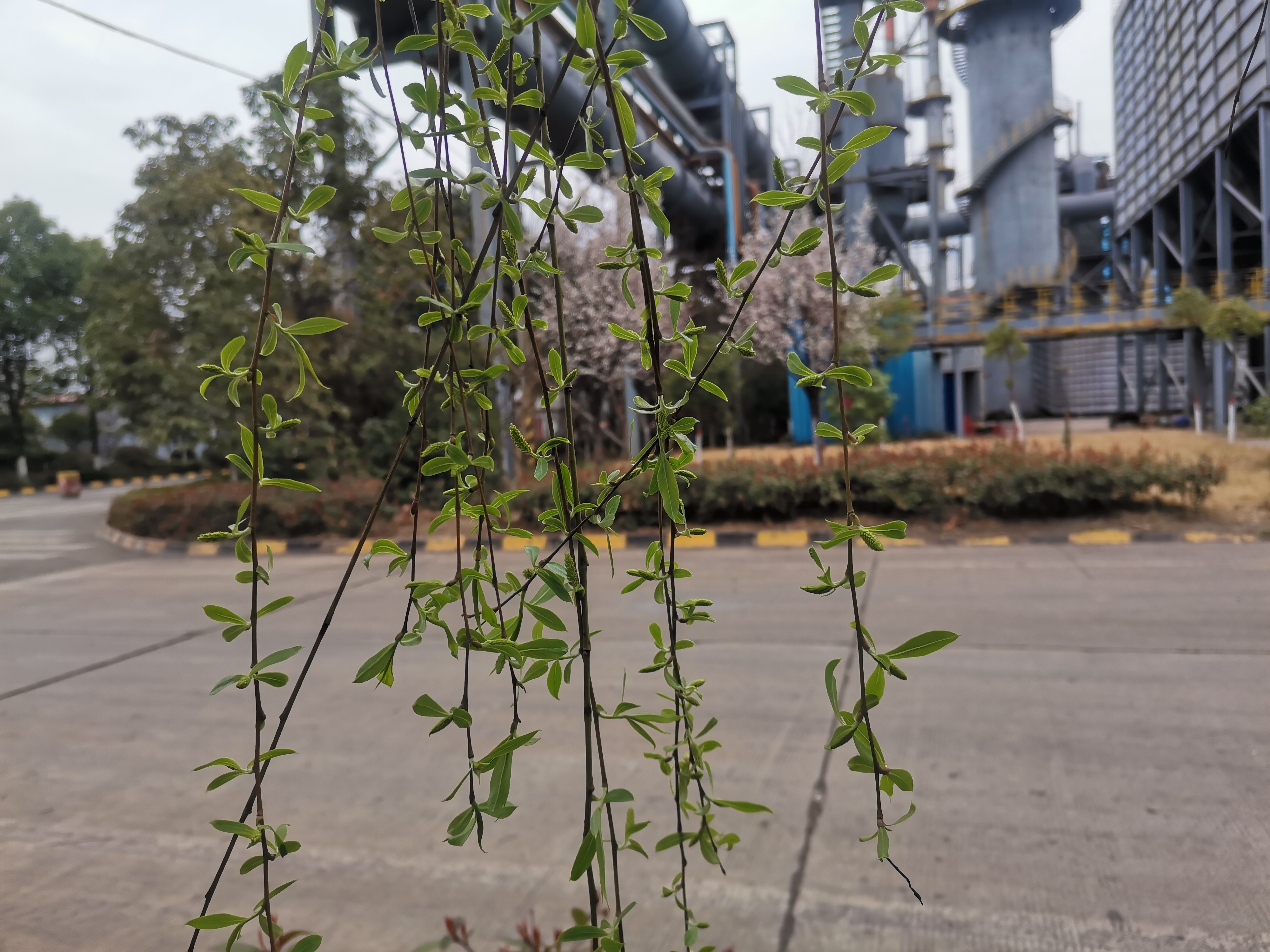 向新而生 钢城春色惹人怜