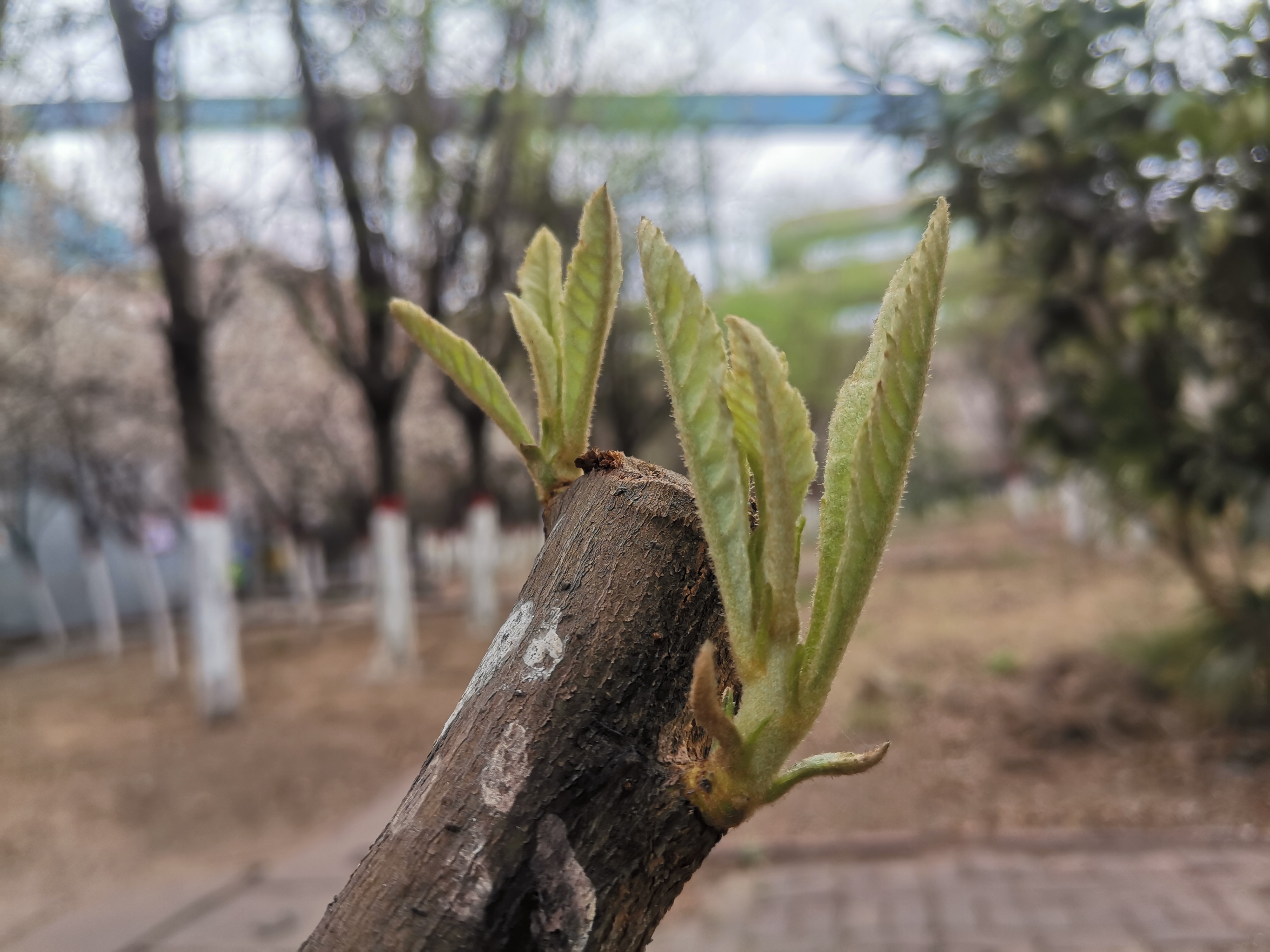 向新而生 钢城春色惹人怜
