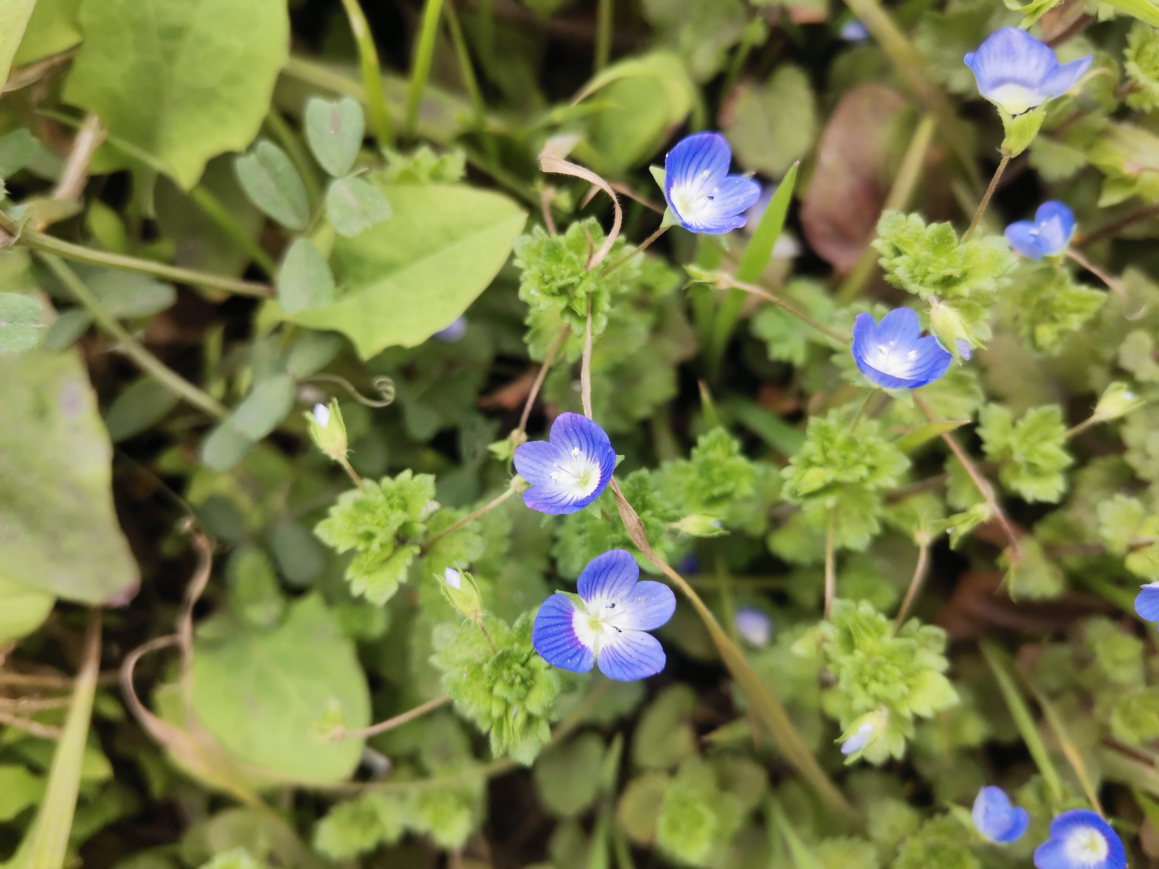 向新而生 钢城春色惹人怜