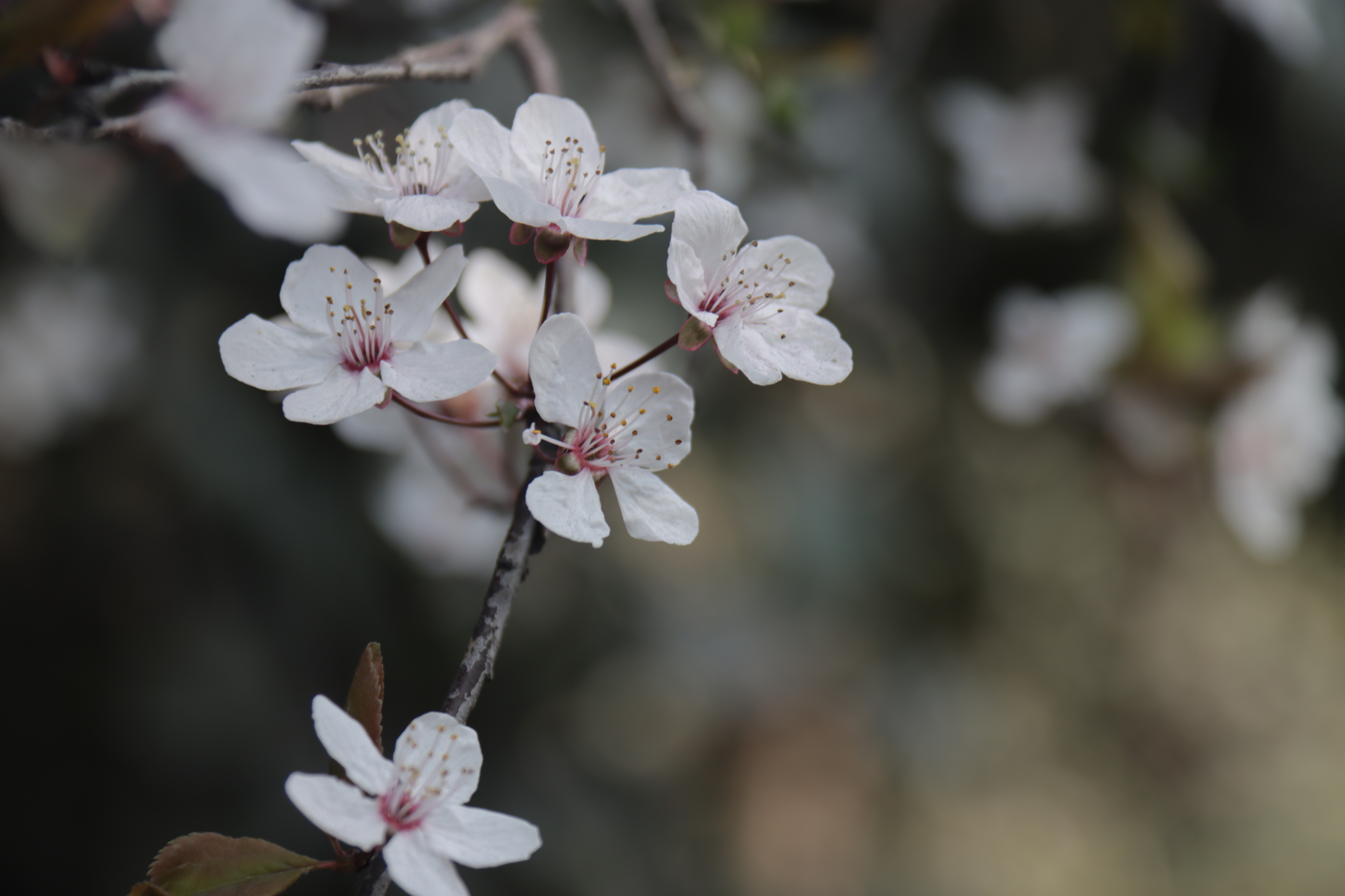 春分之韵 春分之韵
