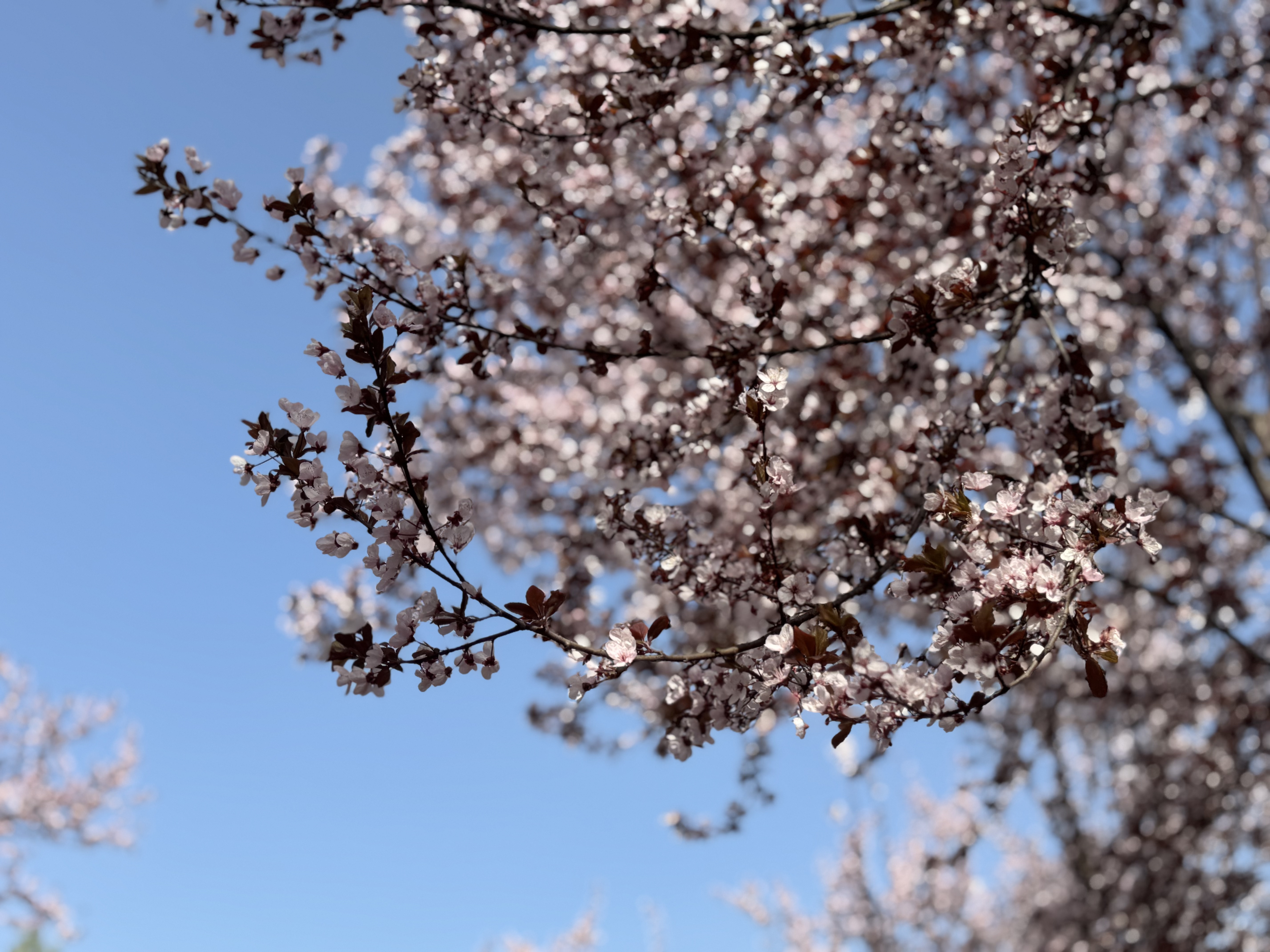 春,藏在樱花的粉里。 春,藏在樱花的粉里。