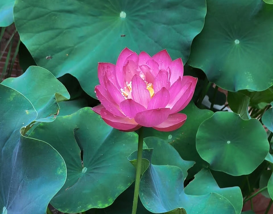 守廉洁初心，绽清莲熠熠华光