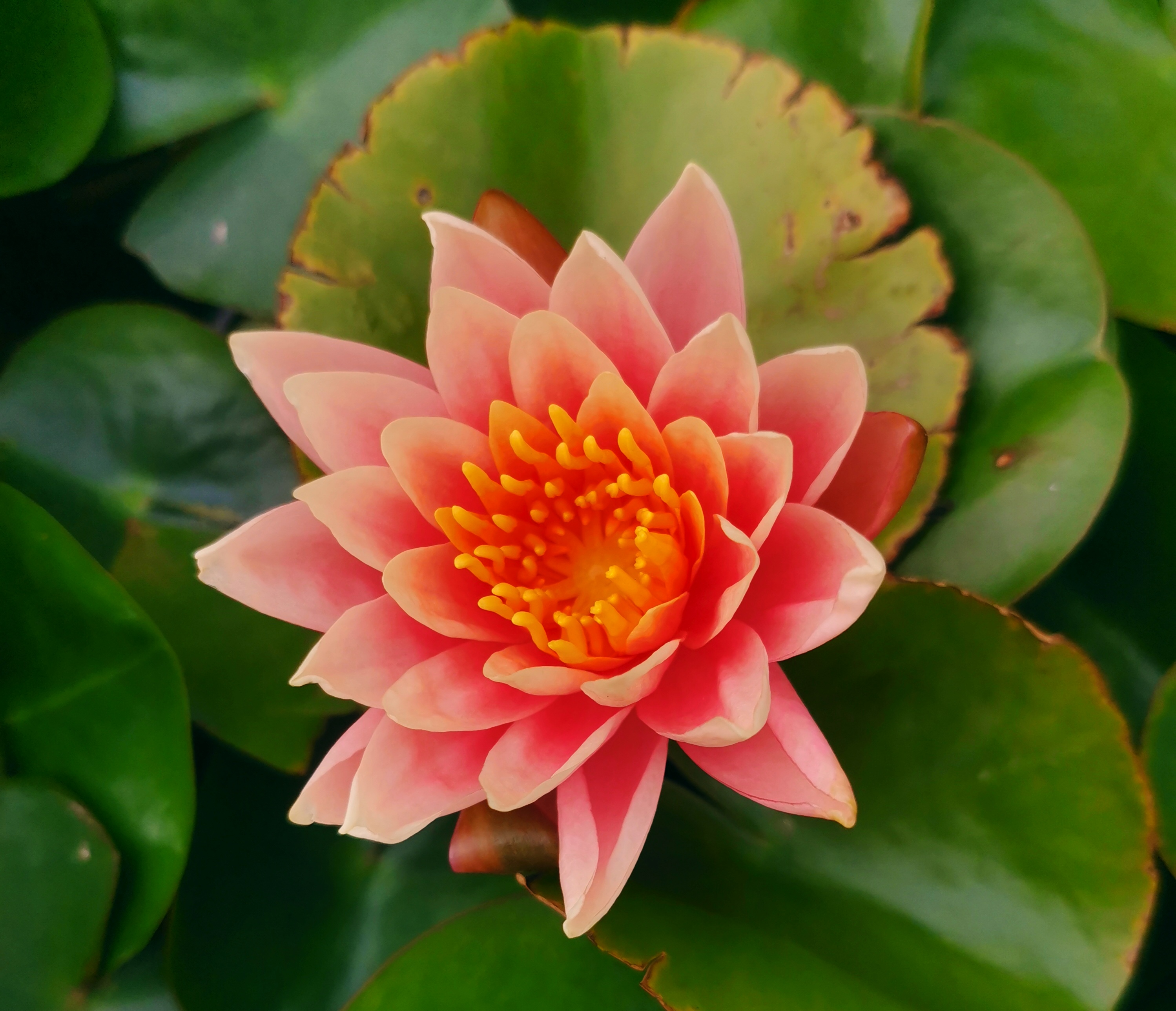 守廉洁初心,绽清莲熠熠华光 守廉洁初心,绽清莲熠熠华光