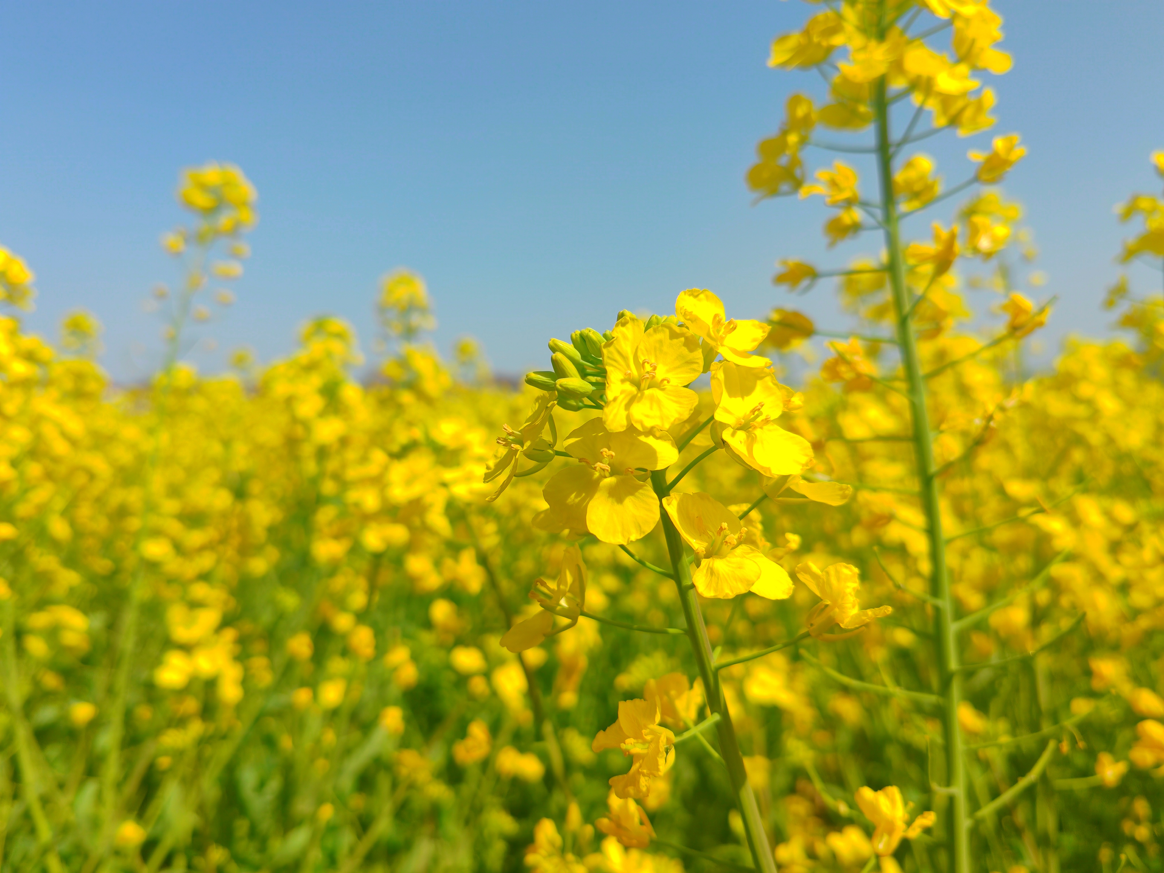 沐春盛景:油菜芳华绘就生机图 沐春盛景:油菜芳华绘就生机图