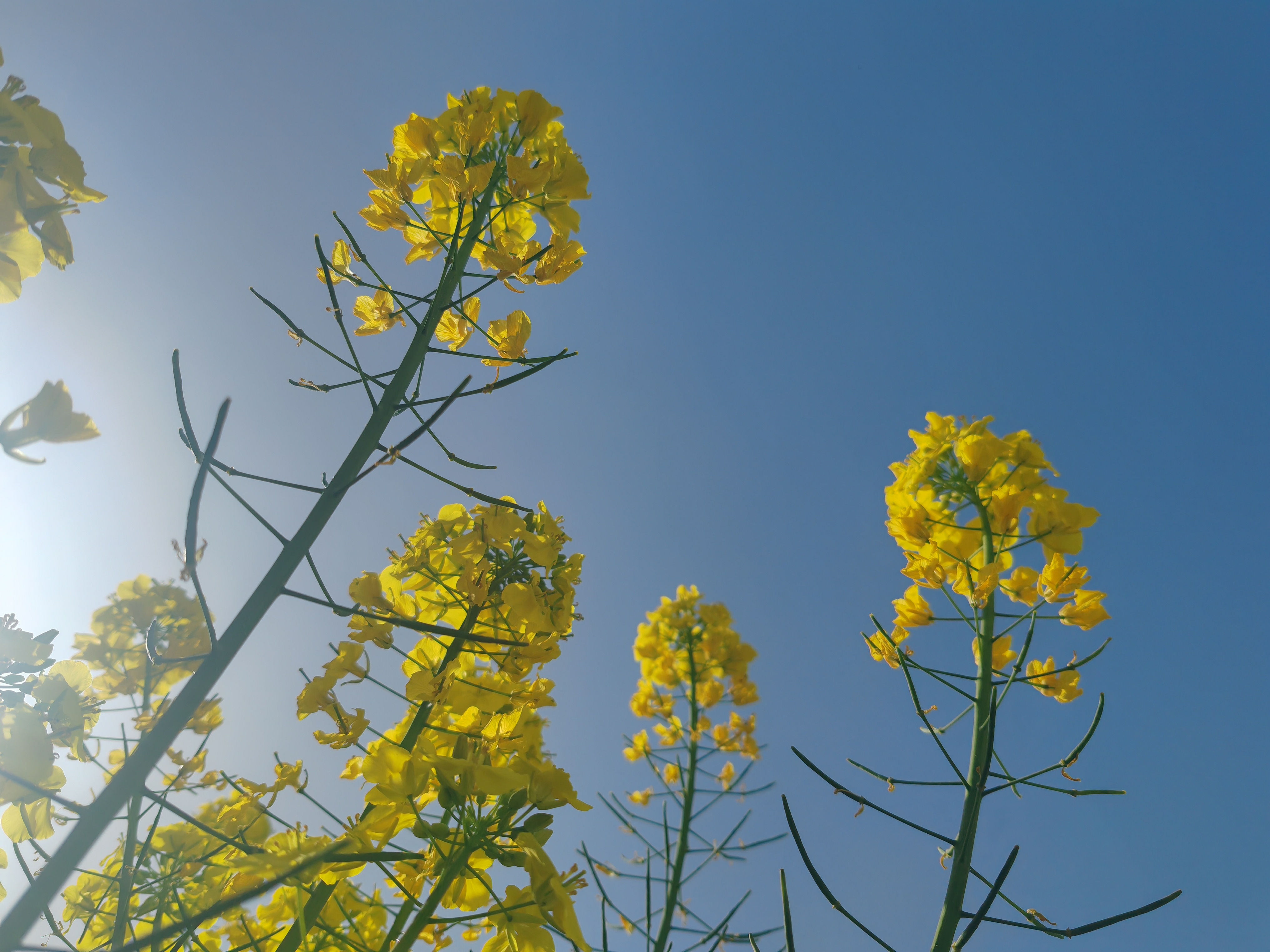 沐春盛景:油菜芳华绘就生机图 沐春盛景:油菜芳华绘就生机图