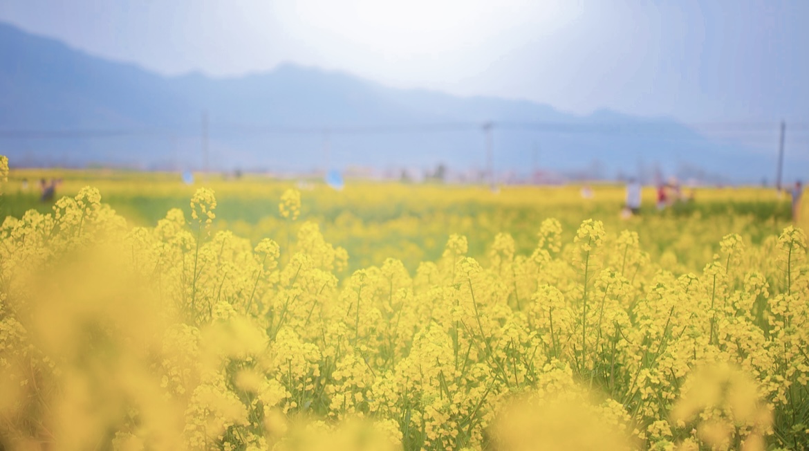 油菜花海的千年守望 油菜花海的千年守望