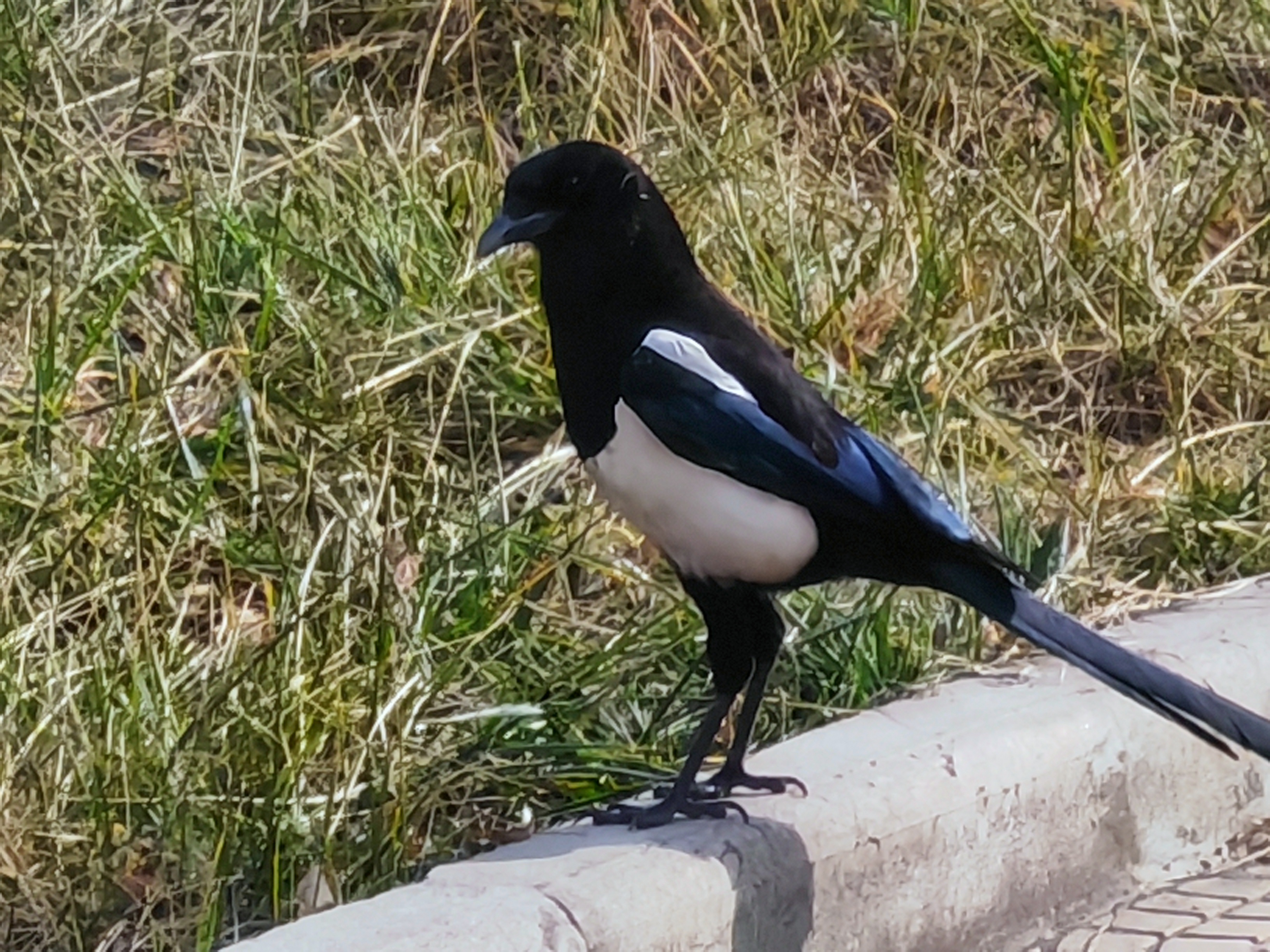 打破刻板 多维观鹊 打破刻板 多维观鹊