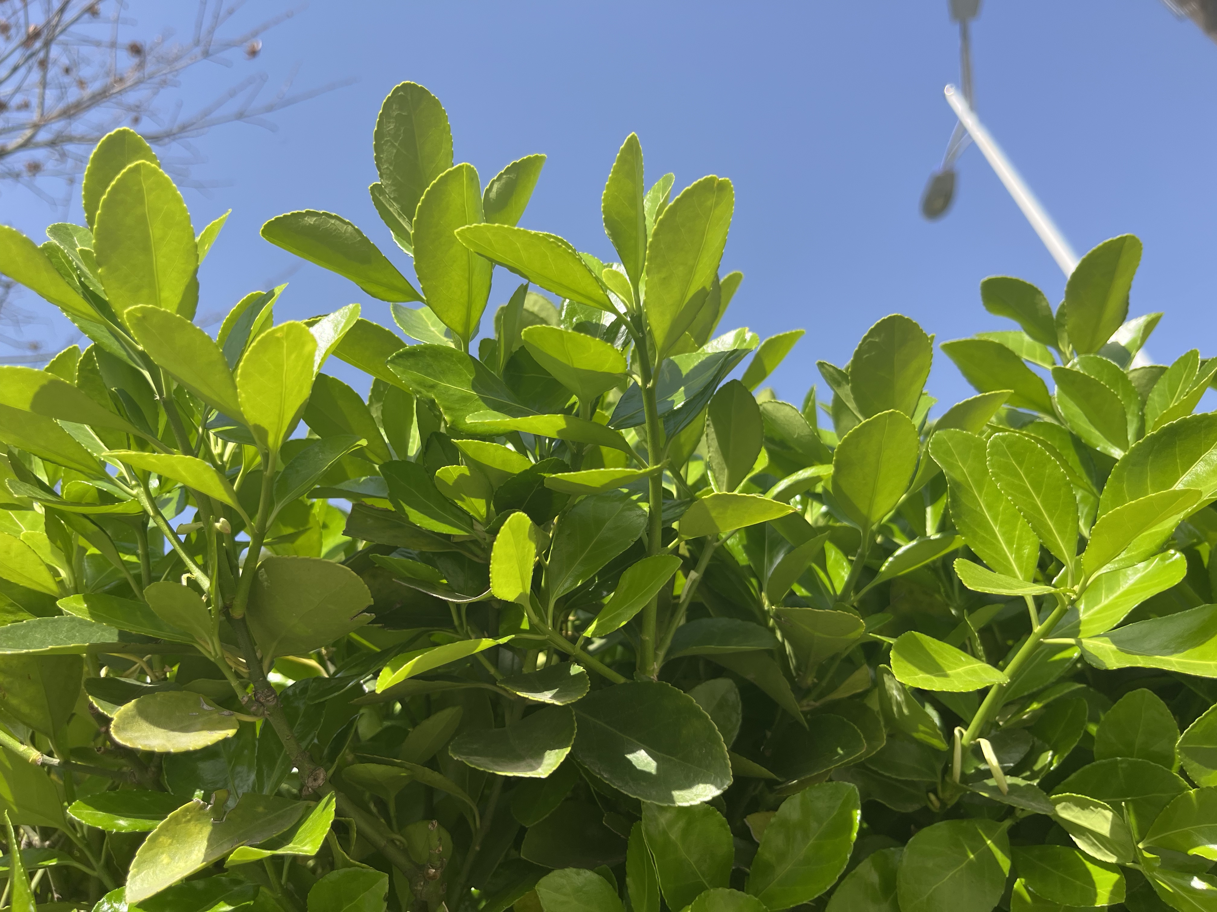 春日沉思 春日沉思