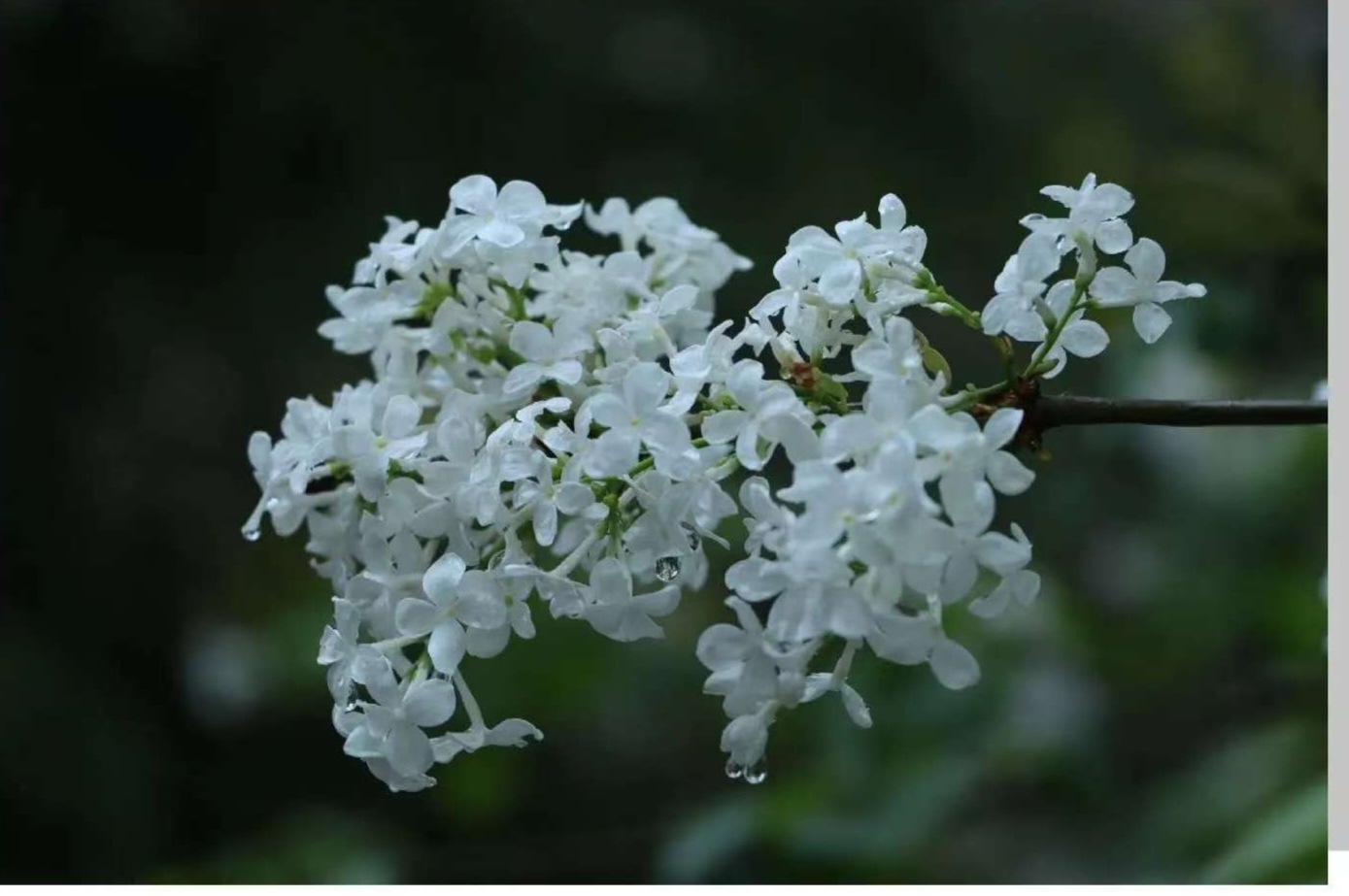 烟织青畴处 万物竞春深 烟织青畴处 万物竞春深