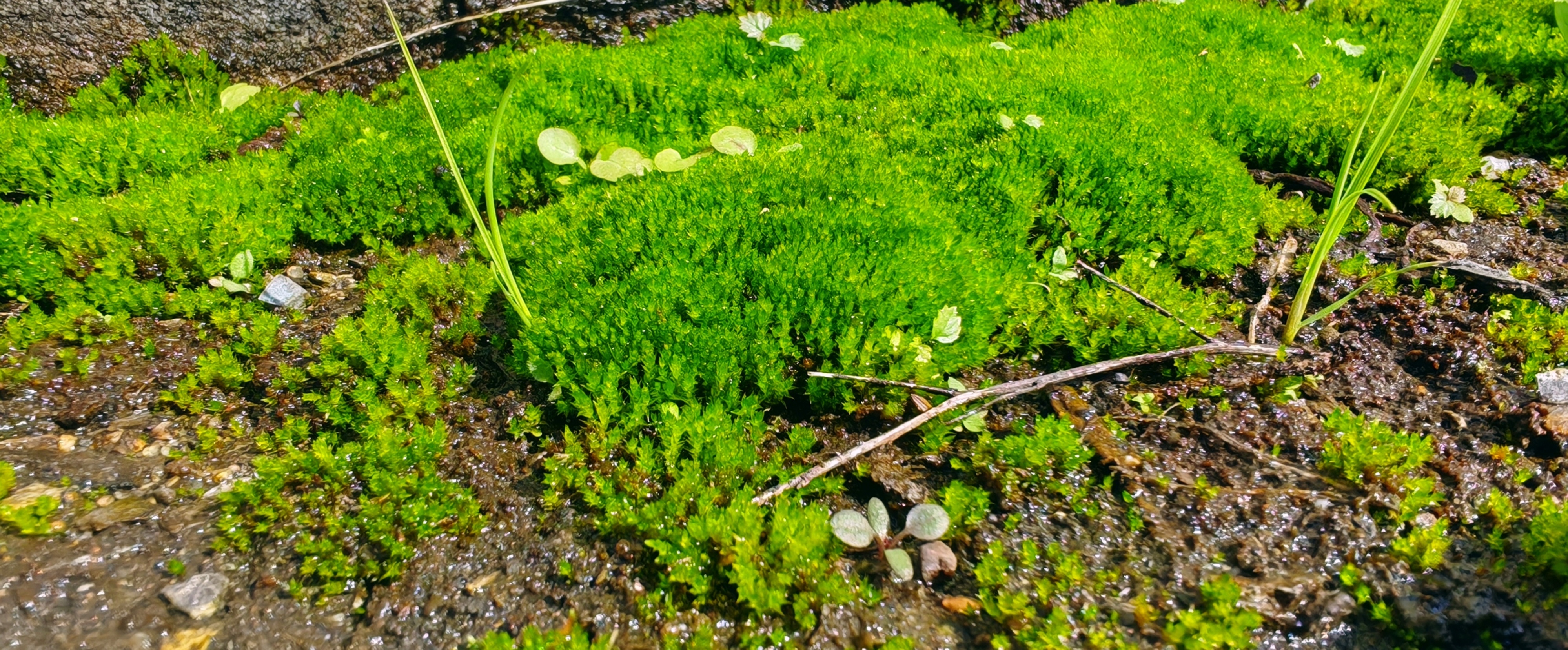 烟织青畴处 万物竞春深 烟织青畴处 万物竞春深
