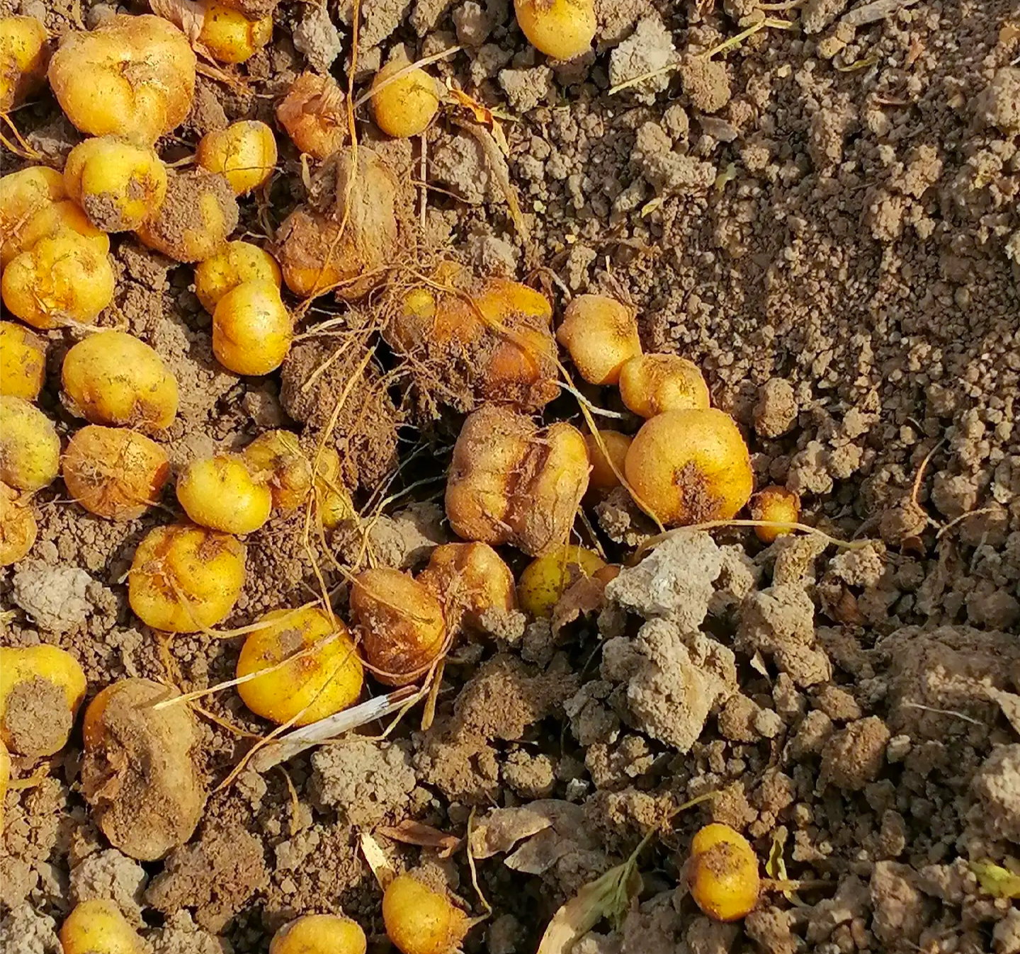 元胡地里的岁月与温情 元胡地里的岁月与温情