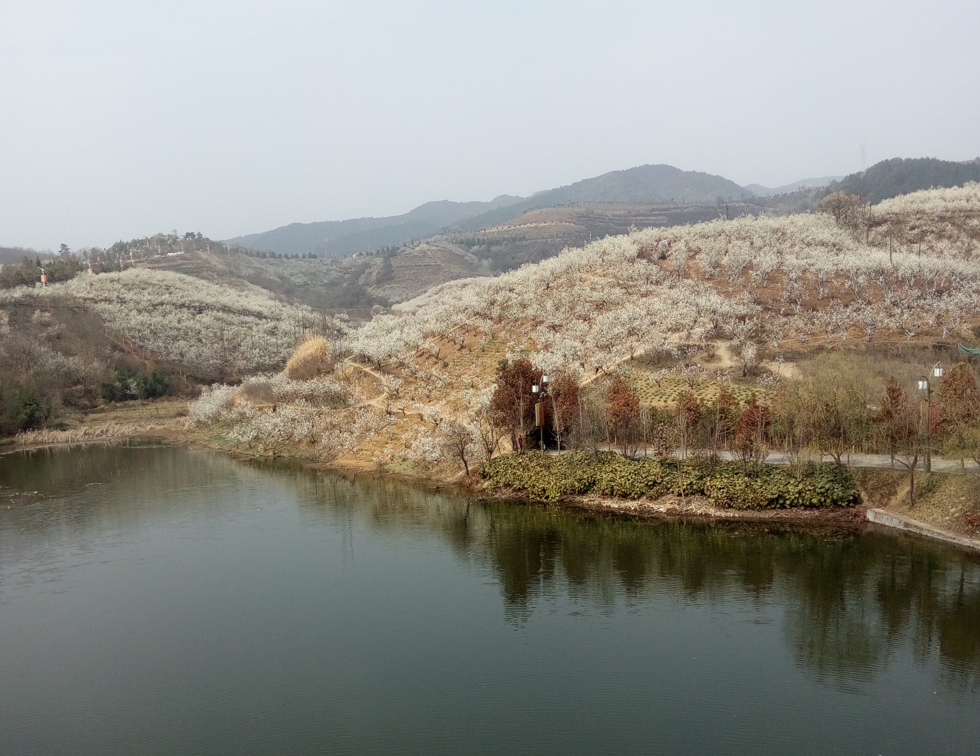 樱桃来信 樱桃来信