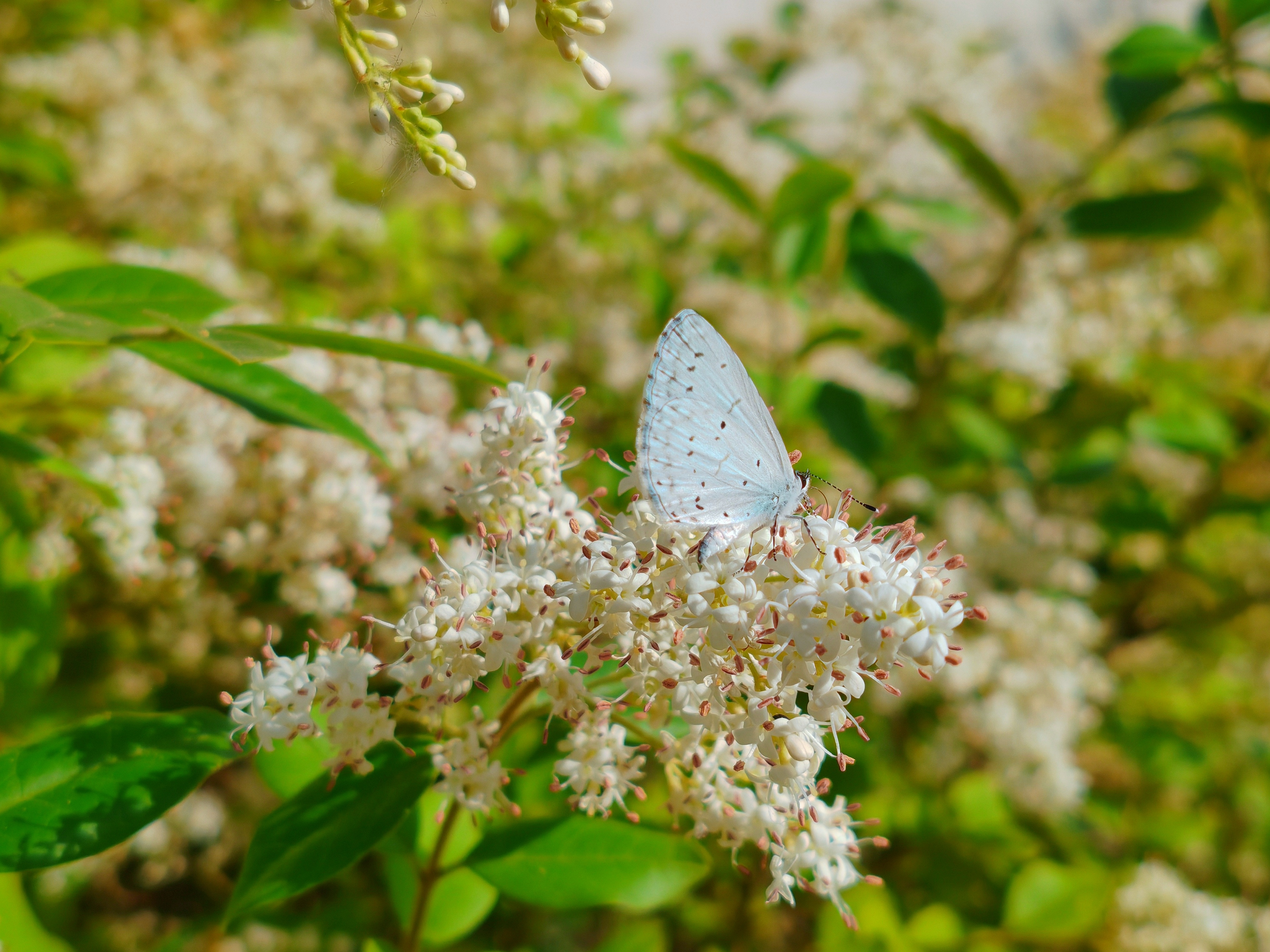 花若盛开,蝴蝶自来 花若盛开,蝴蝶自来