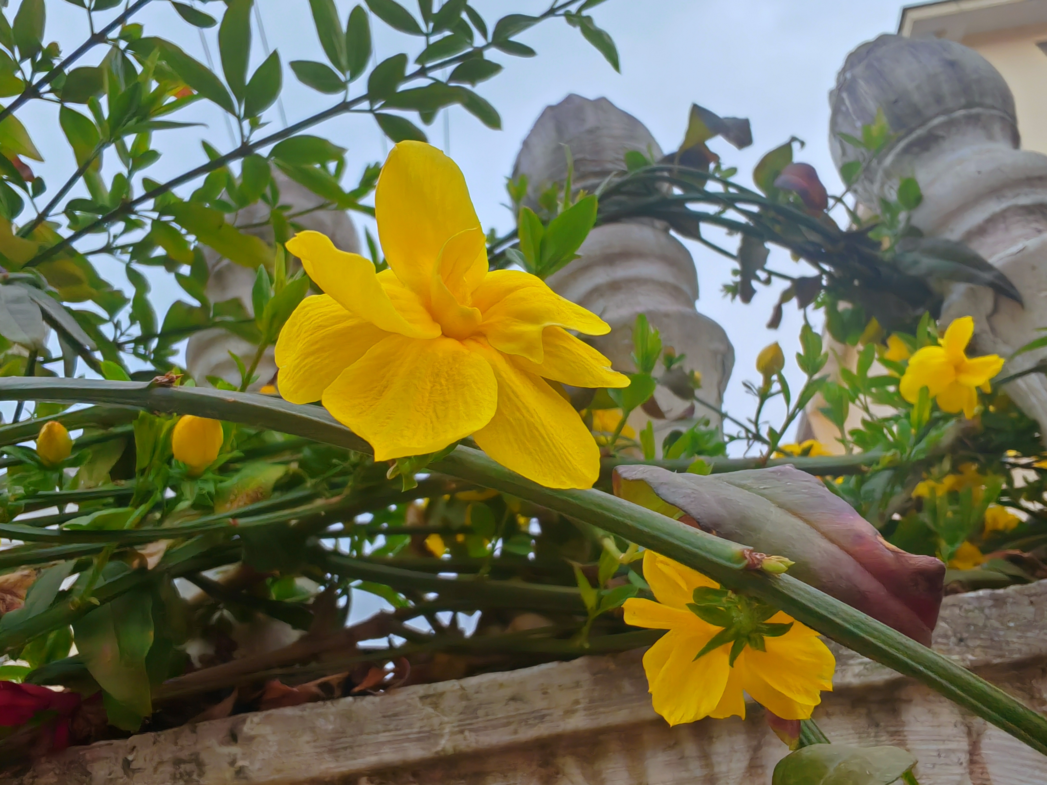 花若盛开,蝴蝶自来 花若盛开,蝴蝶自来