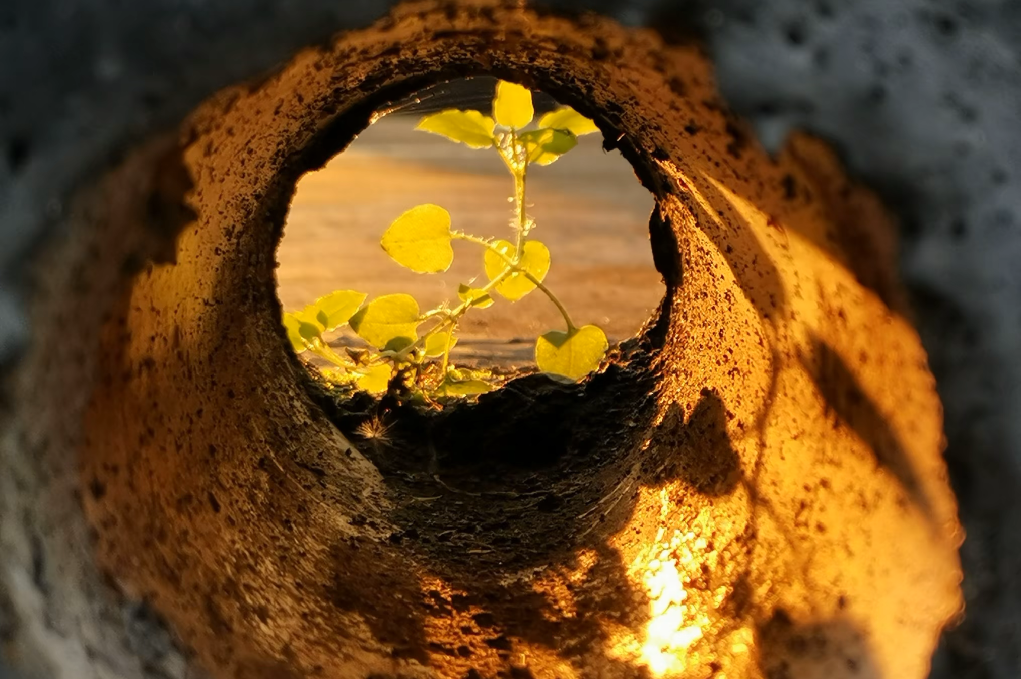 藏在深井里的星光 藏在深井里的星光