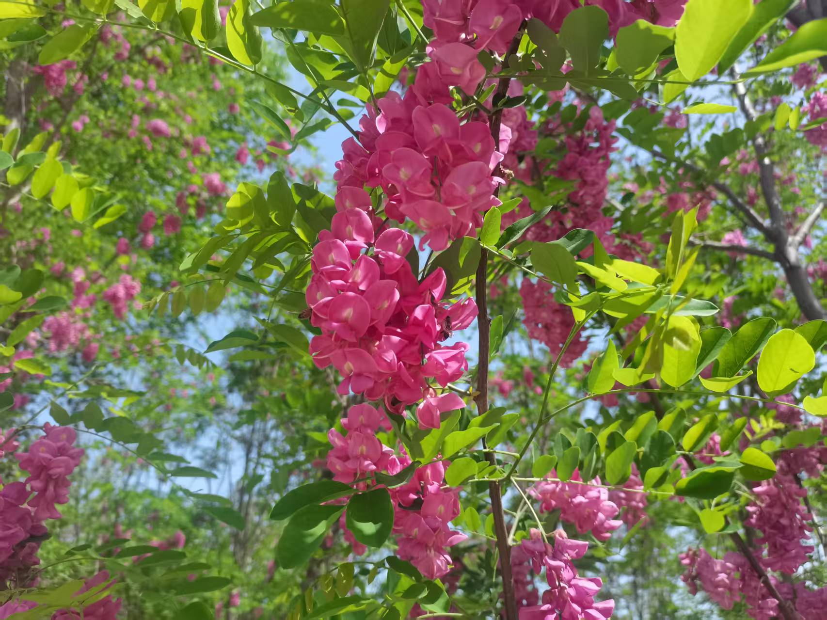 万紫千红总是春 万紫千红总是春