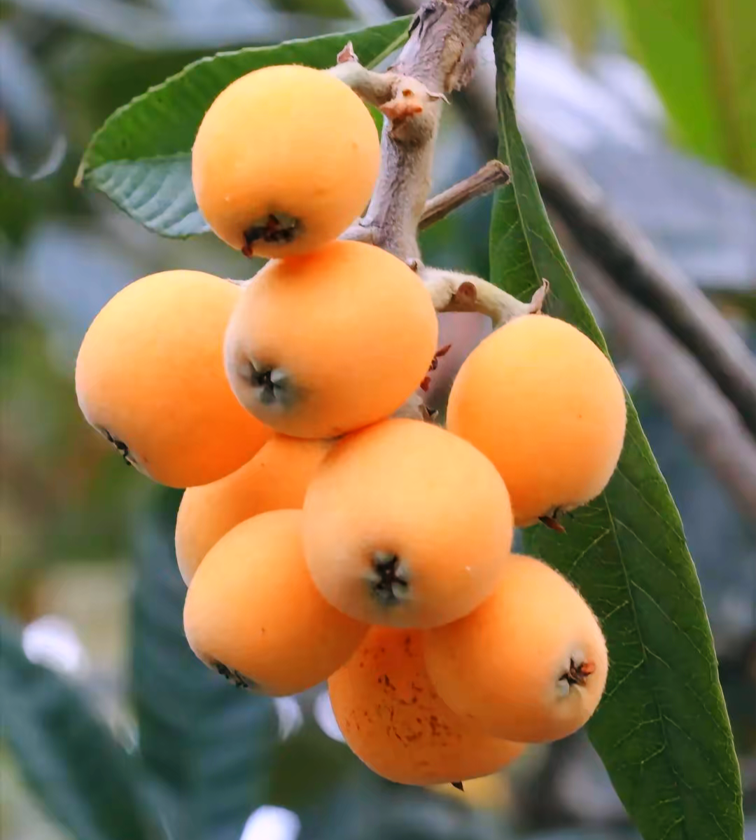 枇杷黄时 枇杷黄时