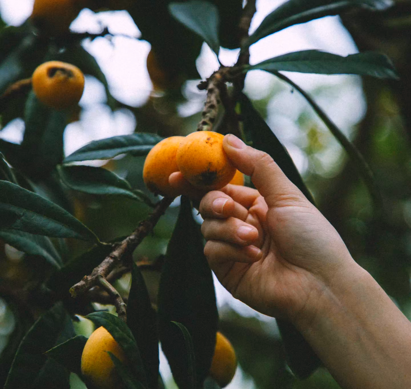 枇杷黄时 枇杷黄时