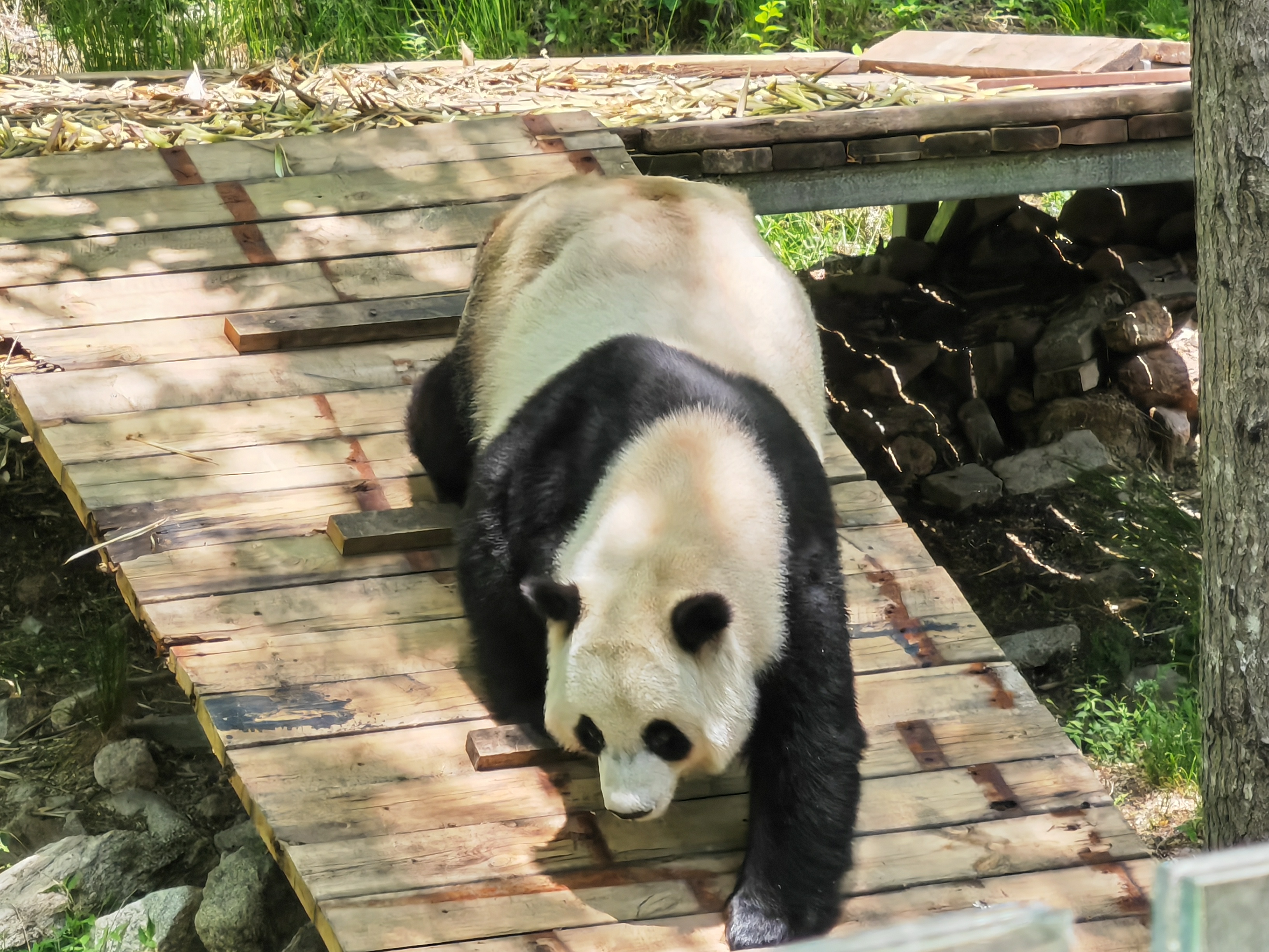 岳不邀我,我自携霞登 岳不邀我,我自携霞登