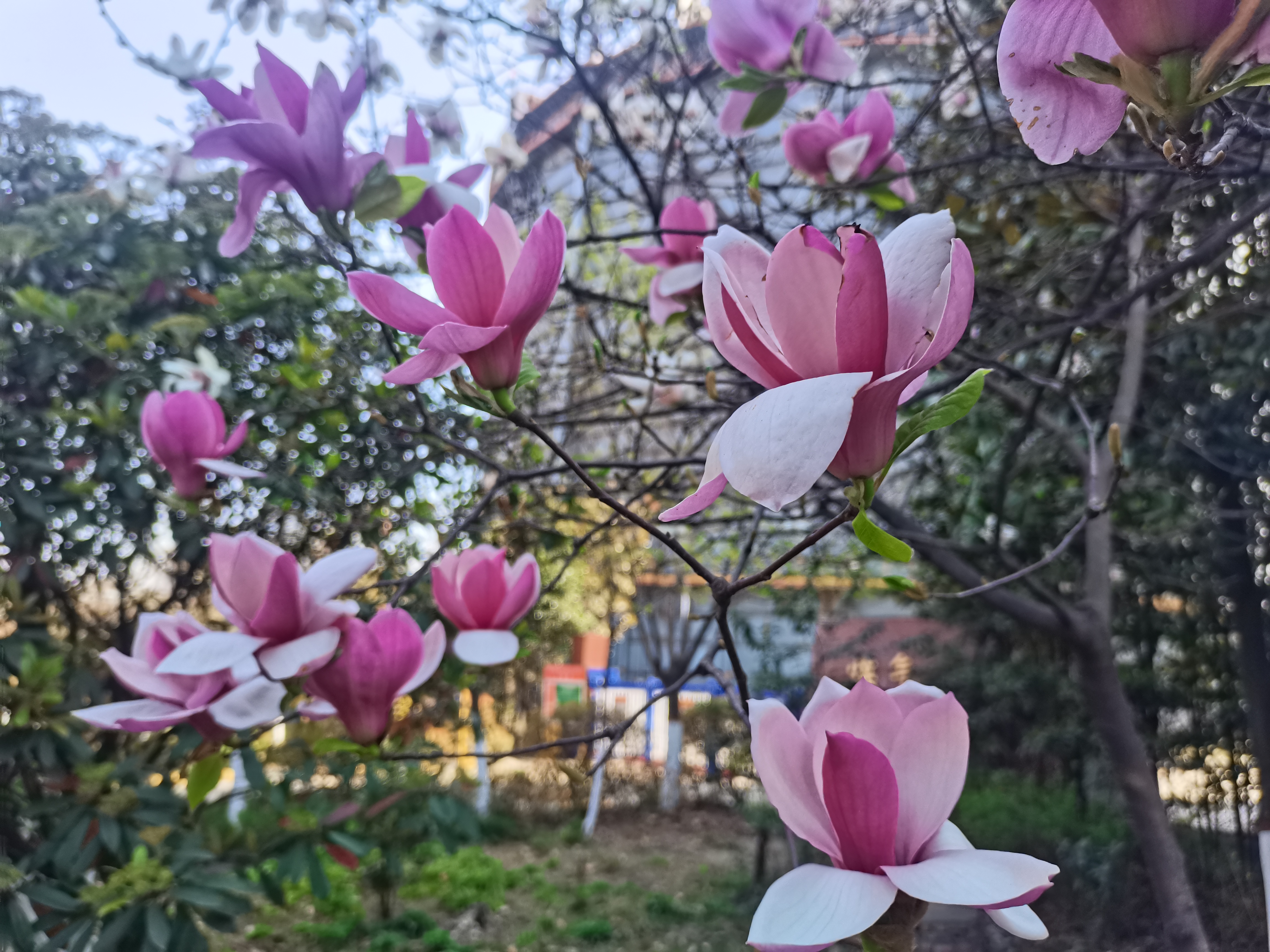 陕钢汉钢:绿色钢城的“低成本高颜值”蜕变之路 陕钢汉钢:绿色钢城的“低成本高颜值”蜕变之路