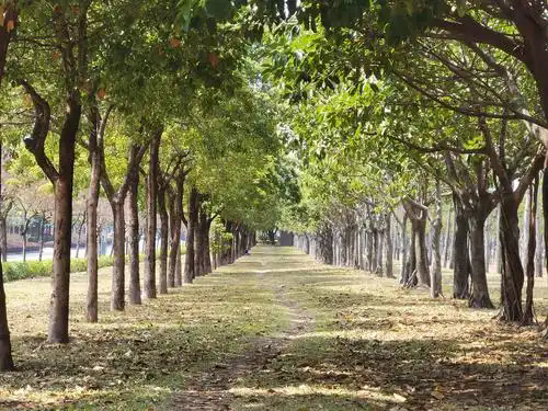 故乡跑道上的年轮 故乡跑道上的年轮