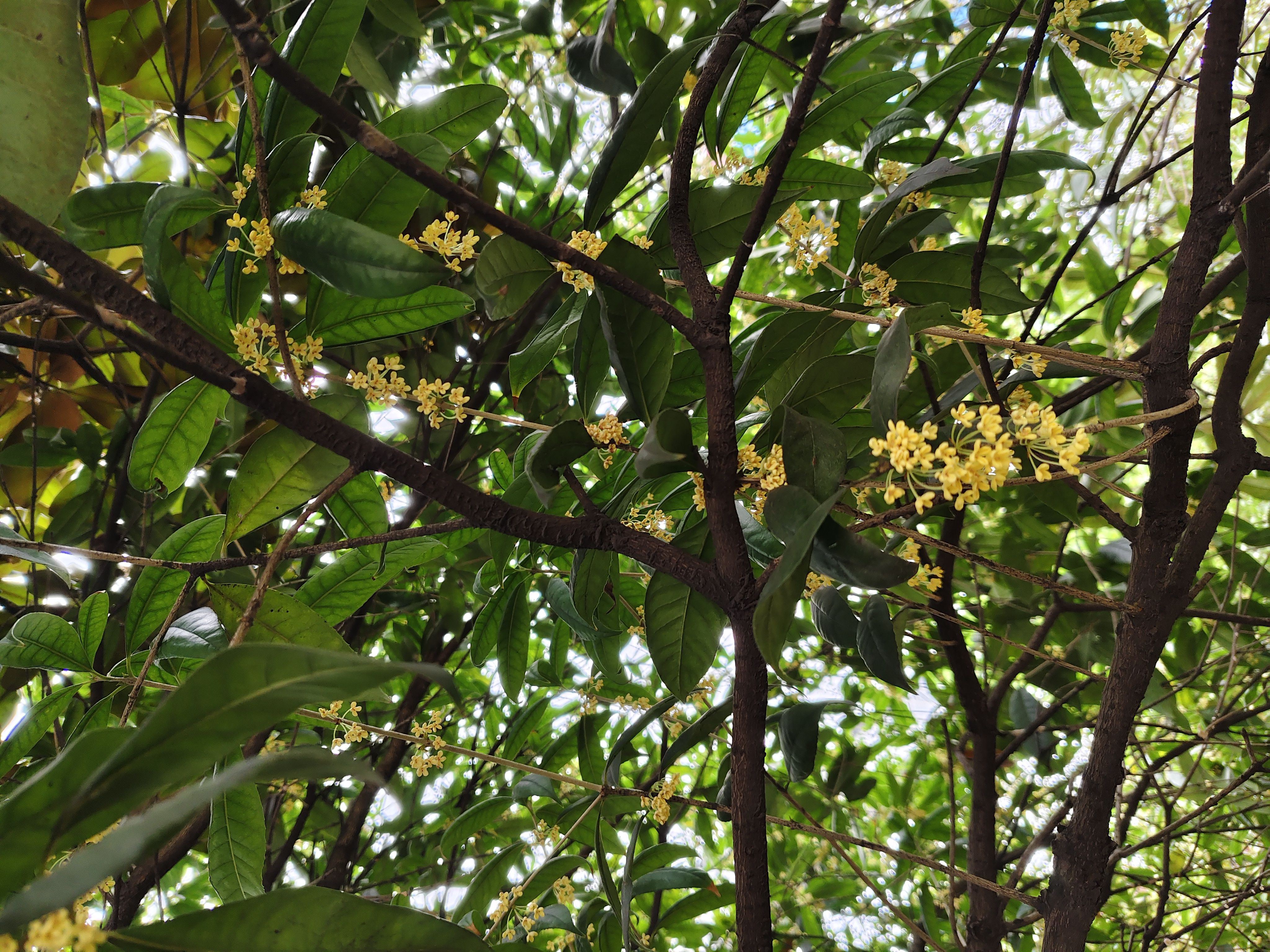 秋来桂气满庭芳 秋来桂气满庭芳