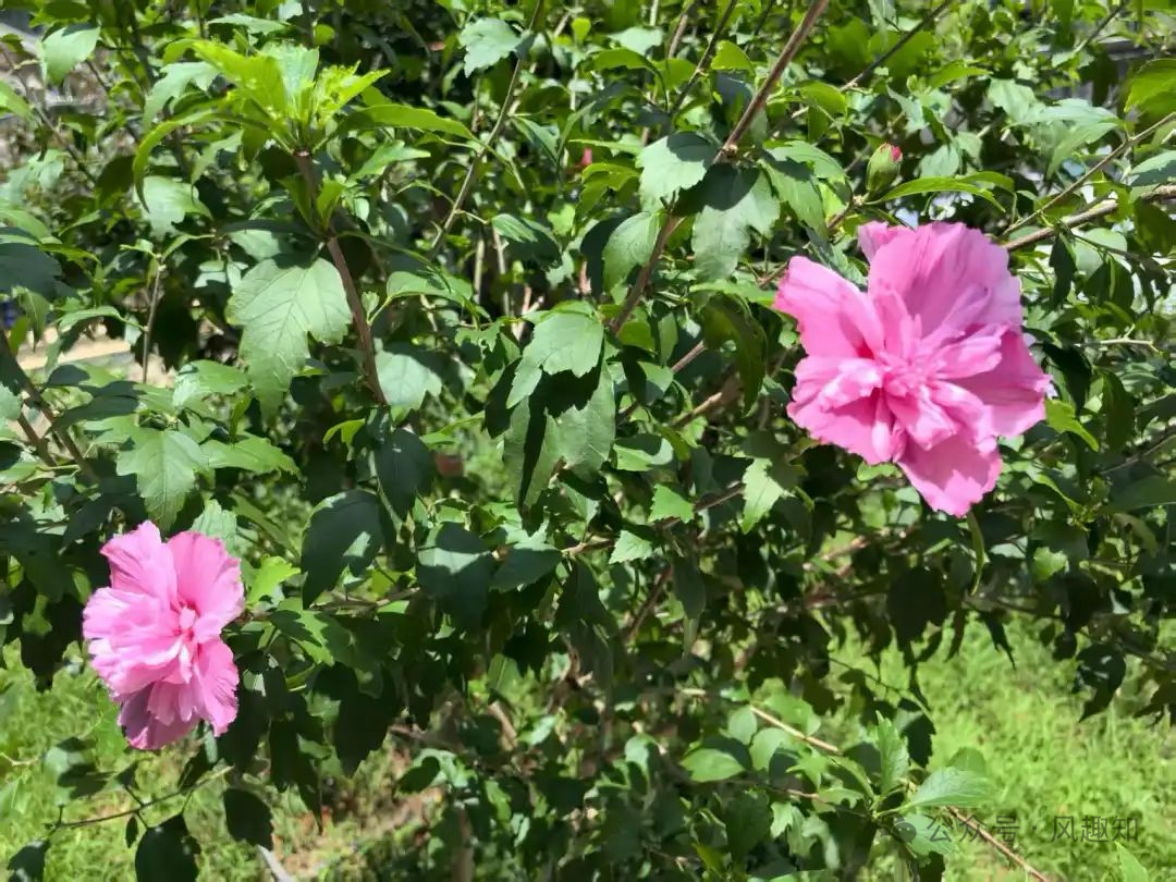 桂香牵故味,木槿绕乡愁 桂香牵故味,木槿绕乡愁
