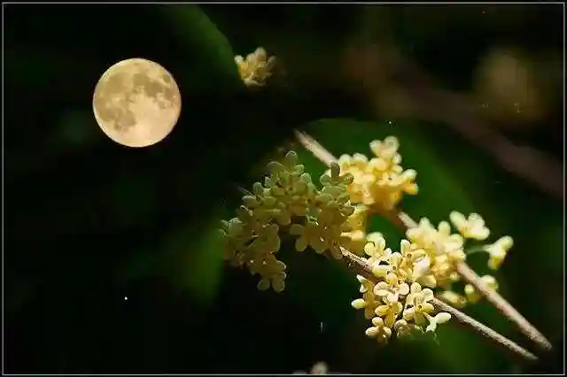 月满红旗艳,家国共此时 月满红旗艳,家国共此时