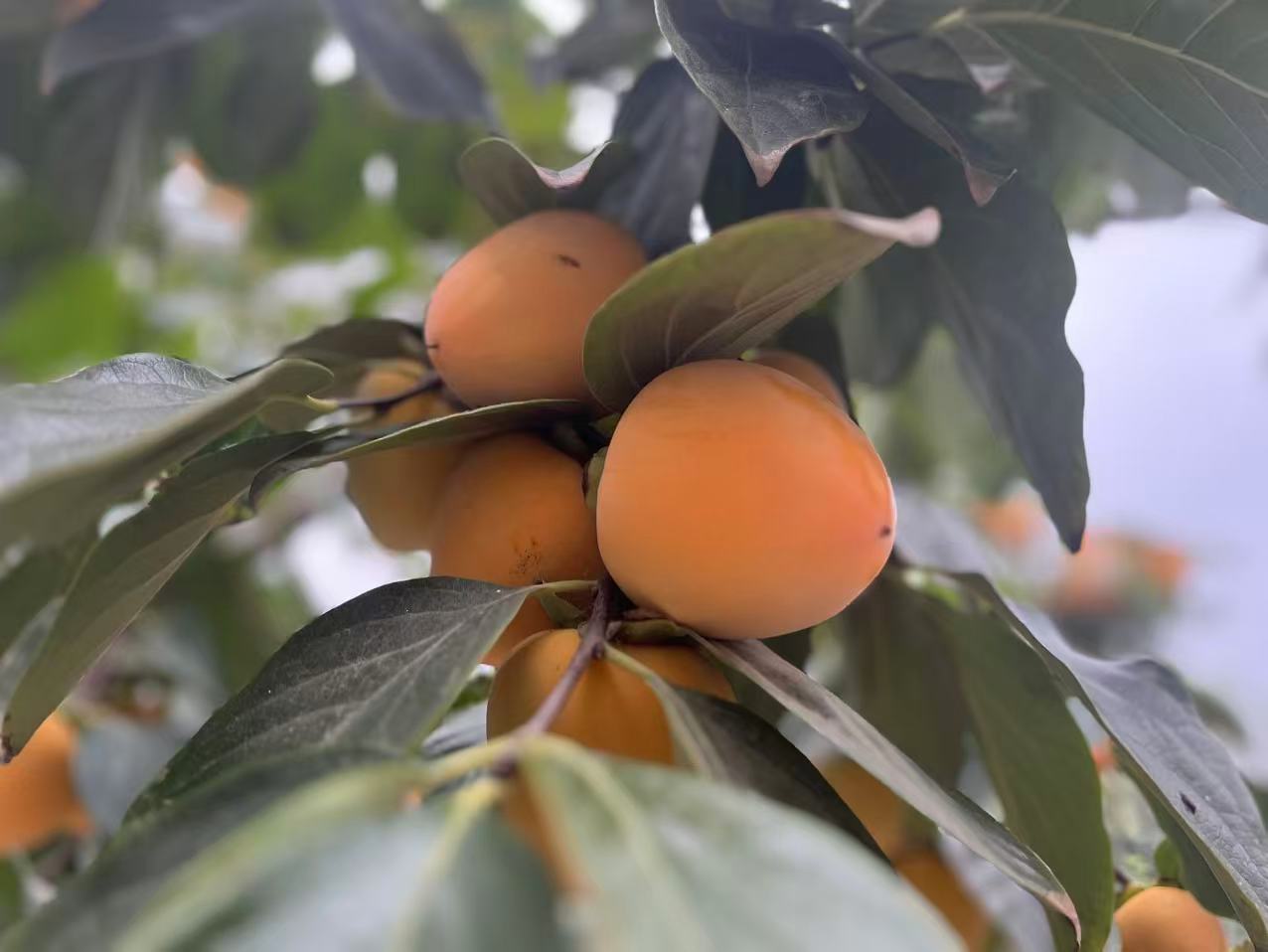 故乡的秋 故乡的秋