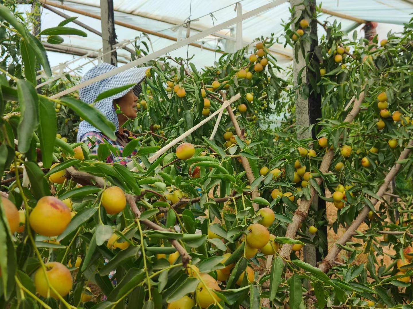 故乡的秋 故乡的秋