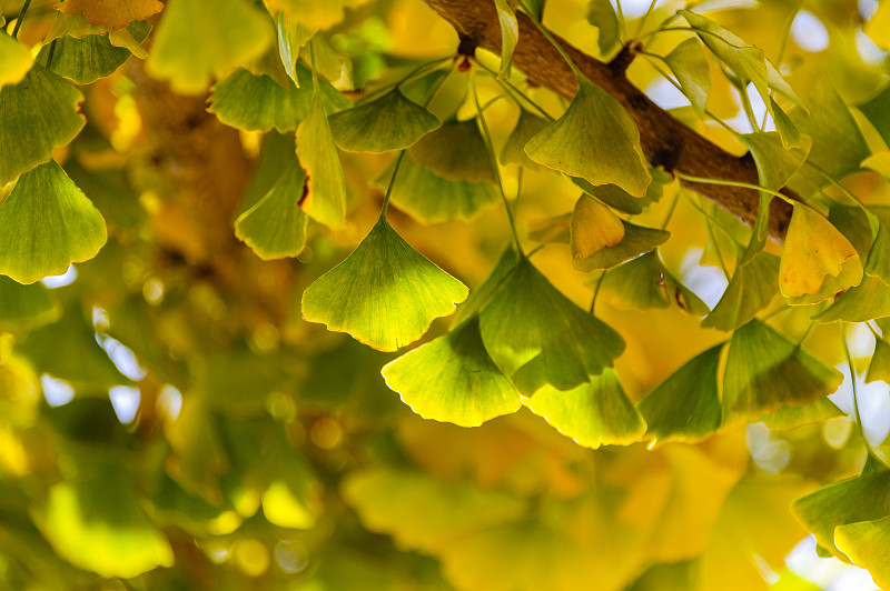 秋意漫卷时 秋意漫卷时