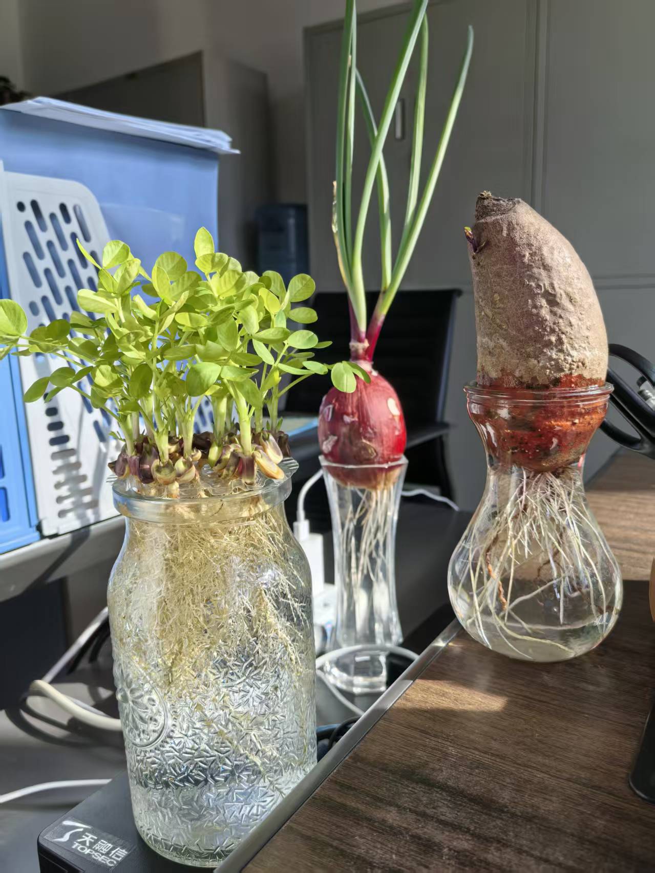 我的水培“小森林”