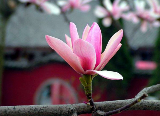 春立沔阳，旱莲抽芽