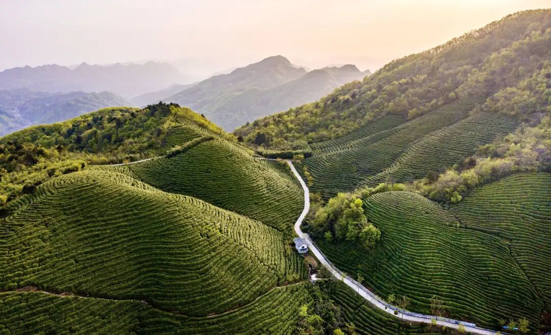 巴山寻茗，年味藏香