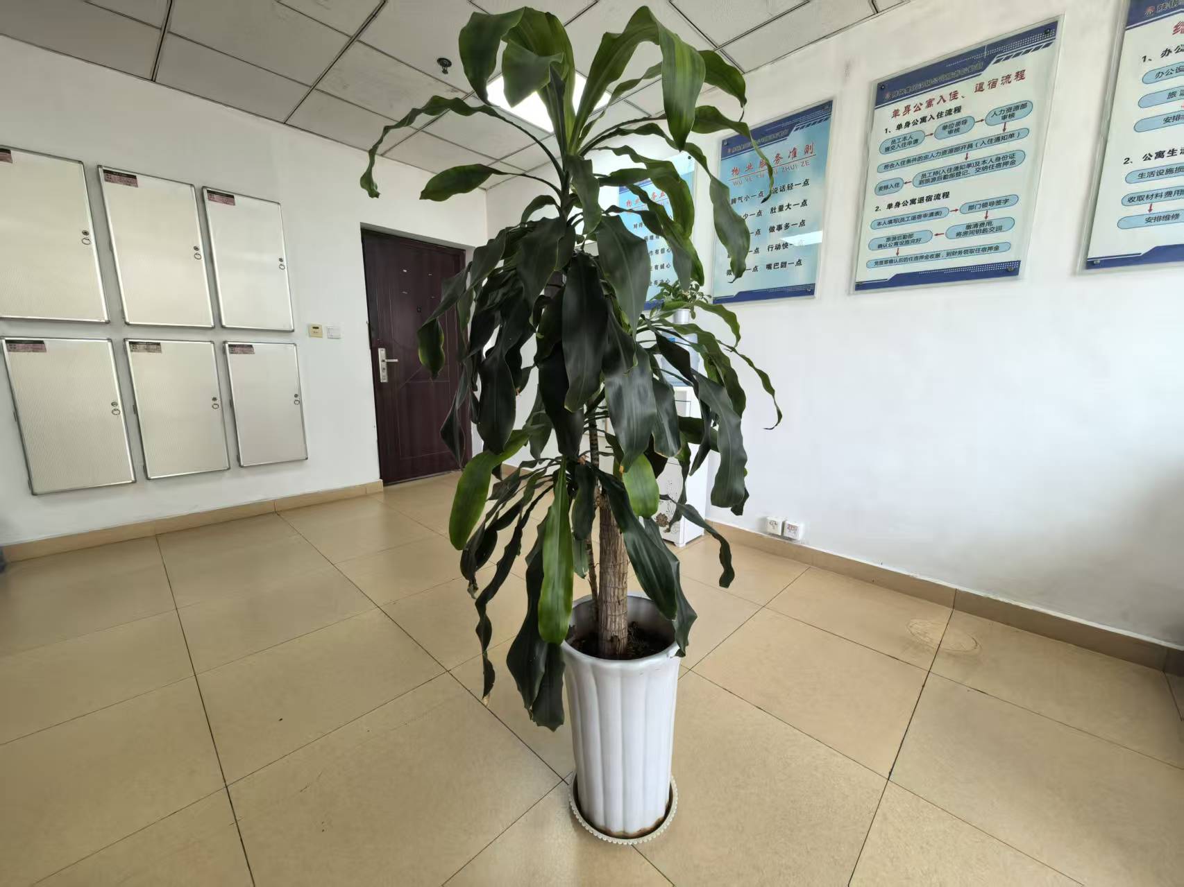 观巴西木有感  悟坚守与担当