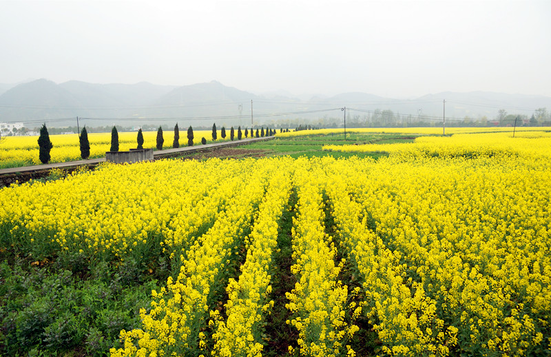 陕南春深，赴一场金色花海之约