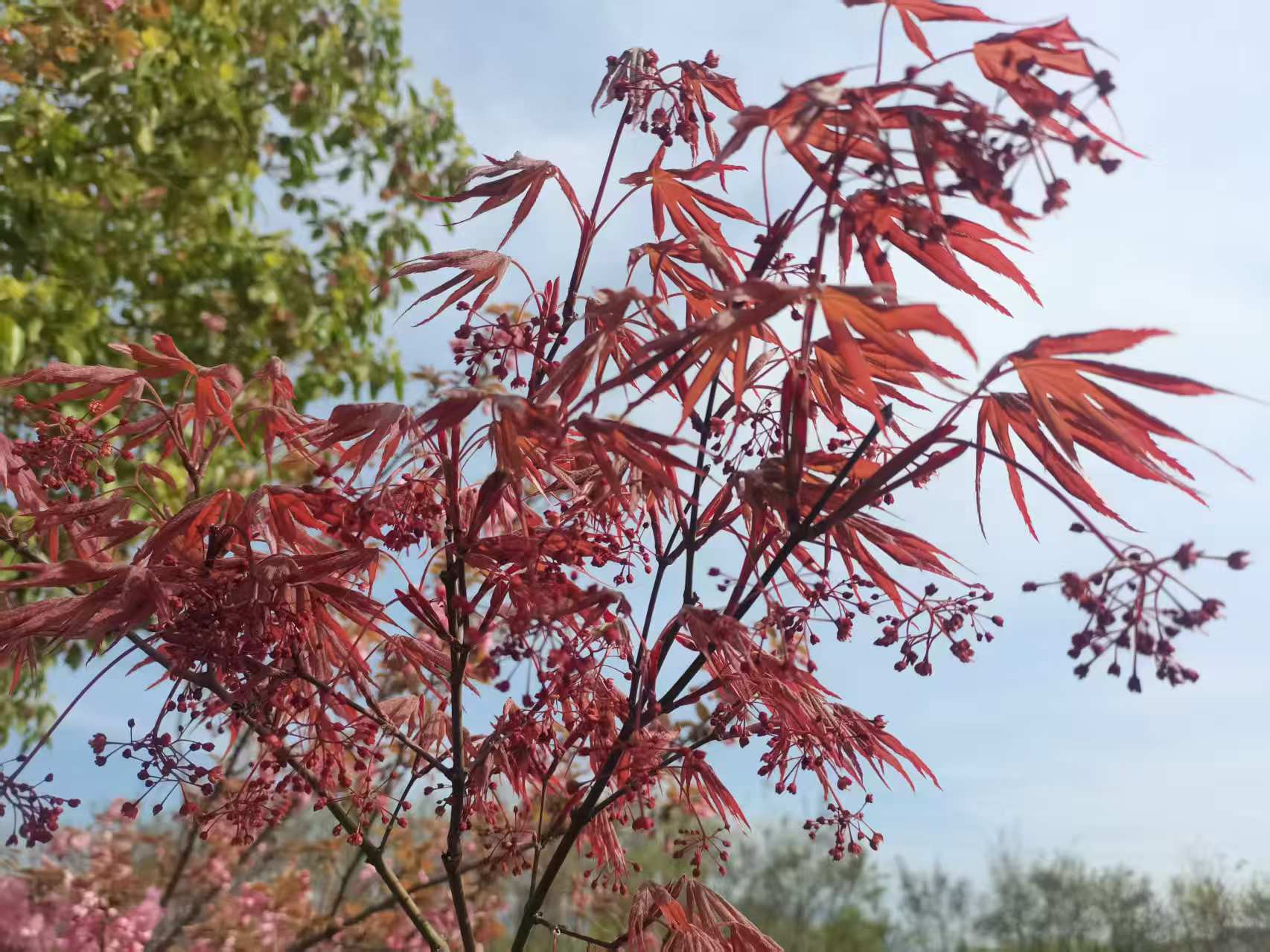 不负鲜花不负春