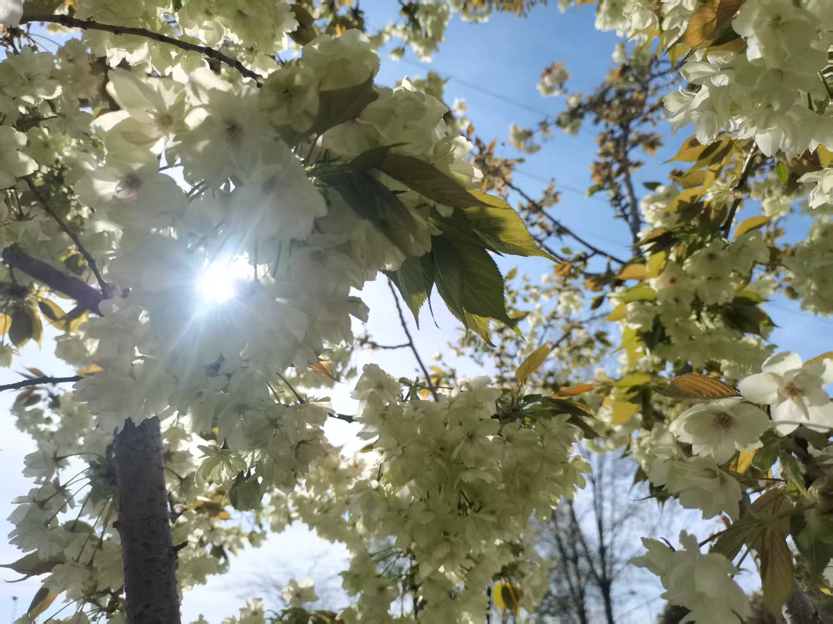 不负鲜花不负春