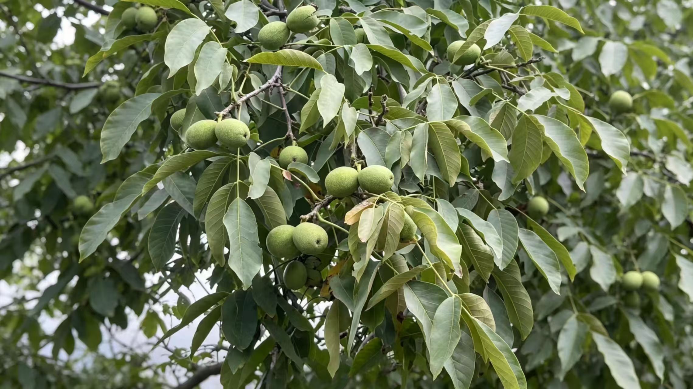 处暑敛夏色,沔州漫染核桃香 处暑敛夏色,沔州漫染核桃香
