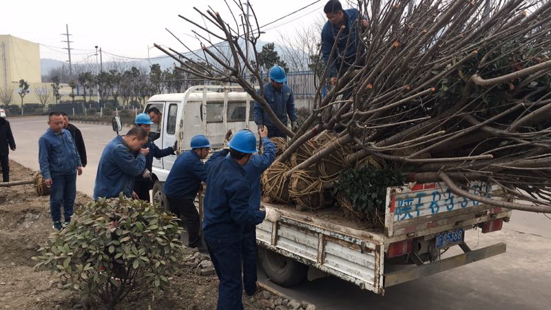 【美丽汉钢】公司打响春季绿化第一战