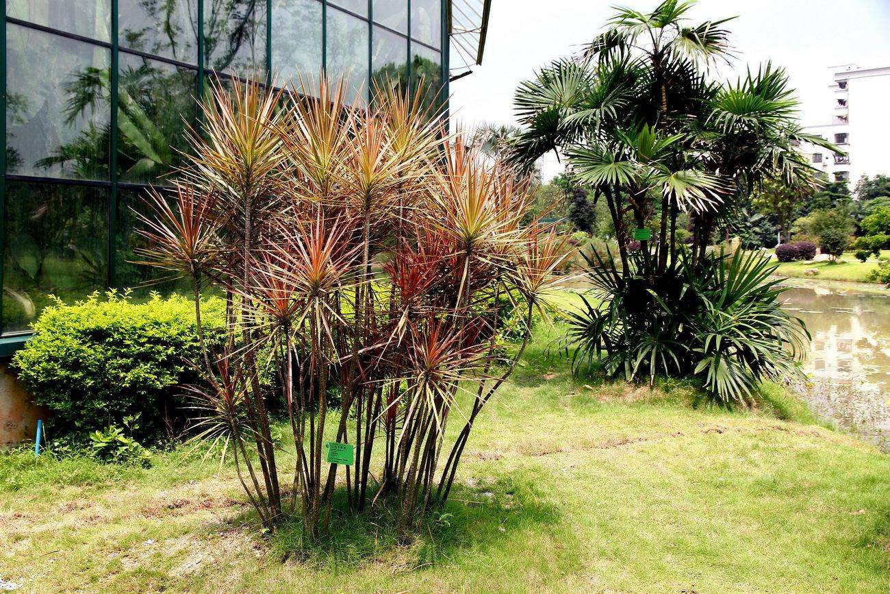 【钢城文苑】有木千年,君见倾心 【钢城文苑】有木千年,君见倾心